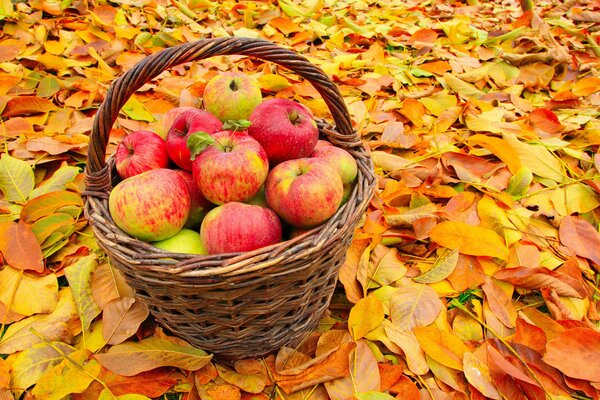 Корзина с яблоками на опавших листьях