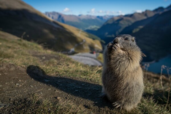 Roedor peludo en el fondo de las montañas