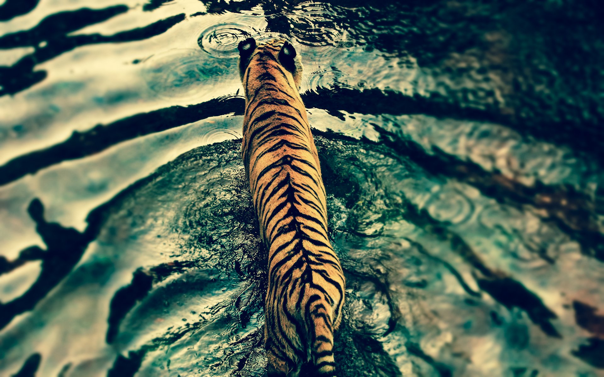 davenport tigre depredador agua