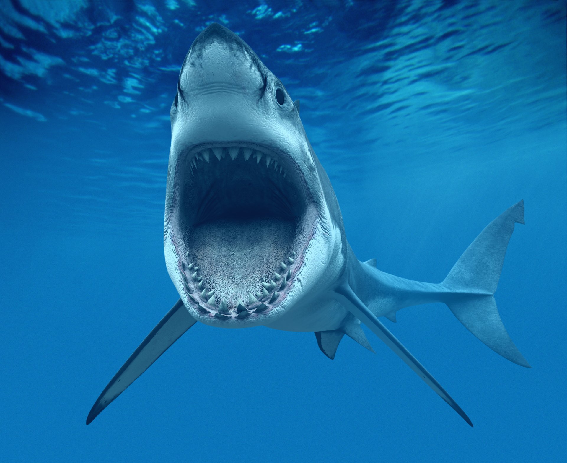 white shark or karharodon carcharodon carcharias great white shark fall of the jaw teeth