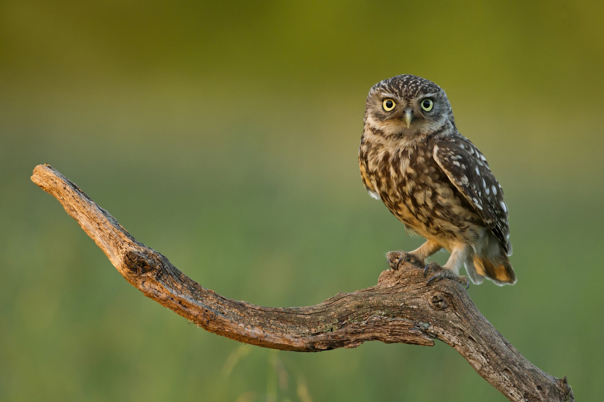 branch poultry owl view