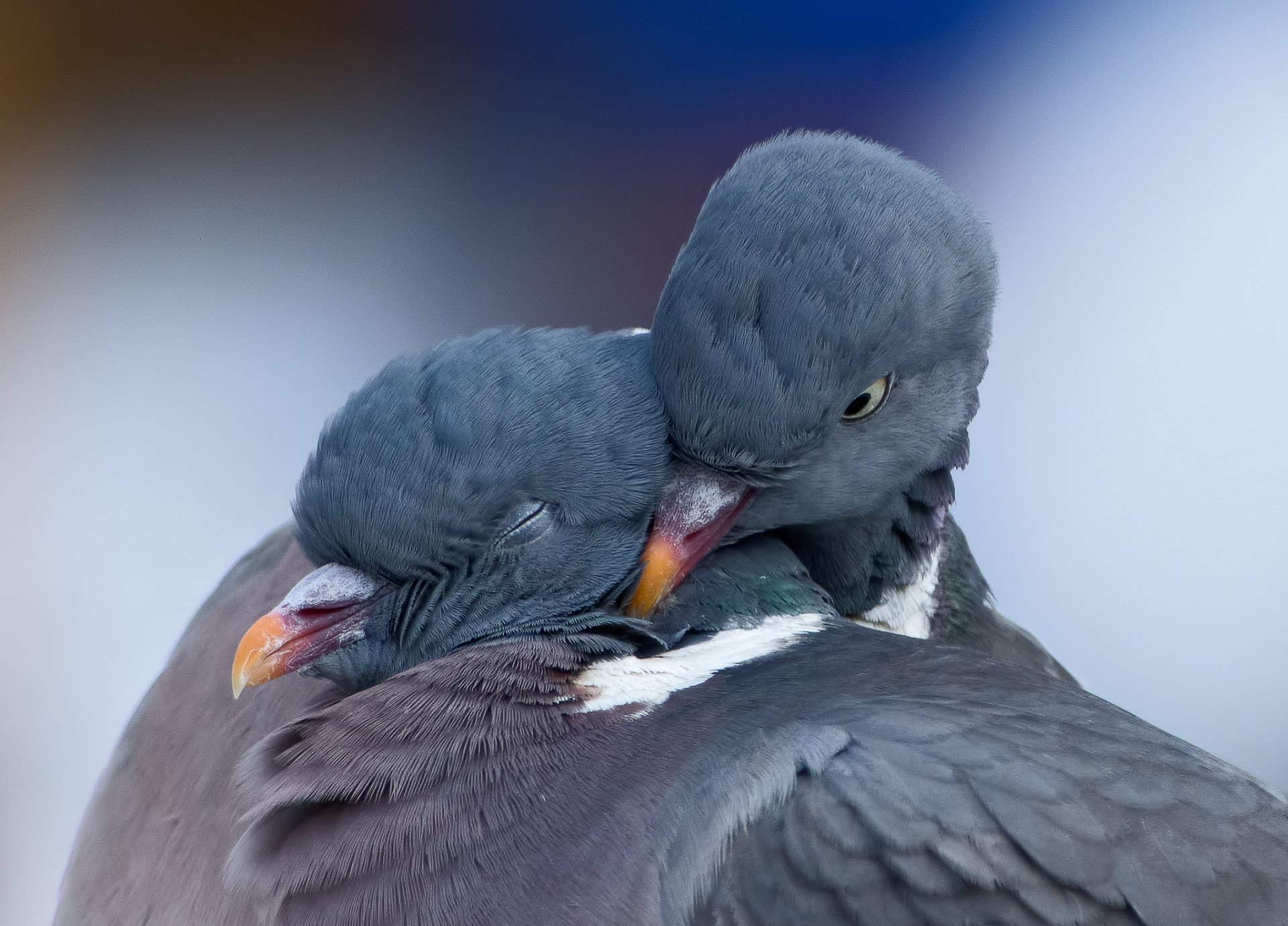 palomas primavera amor pájaros pareja