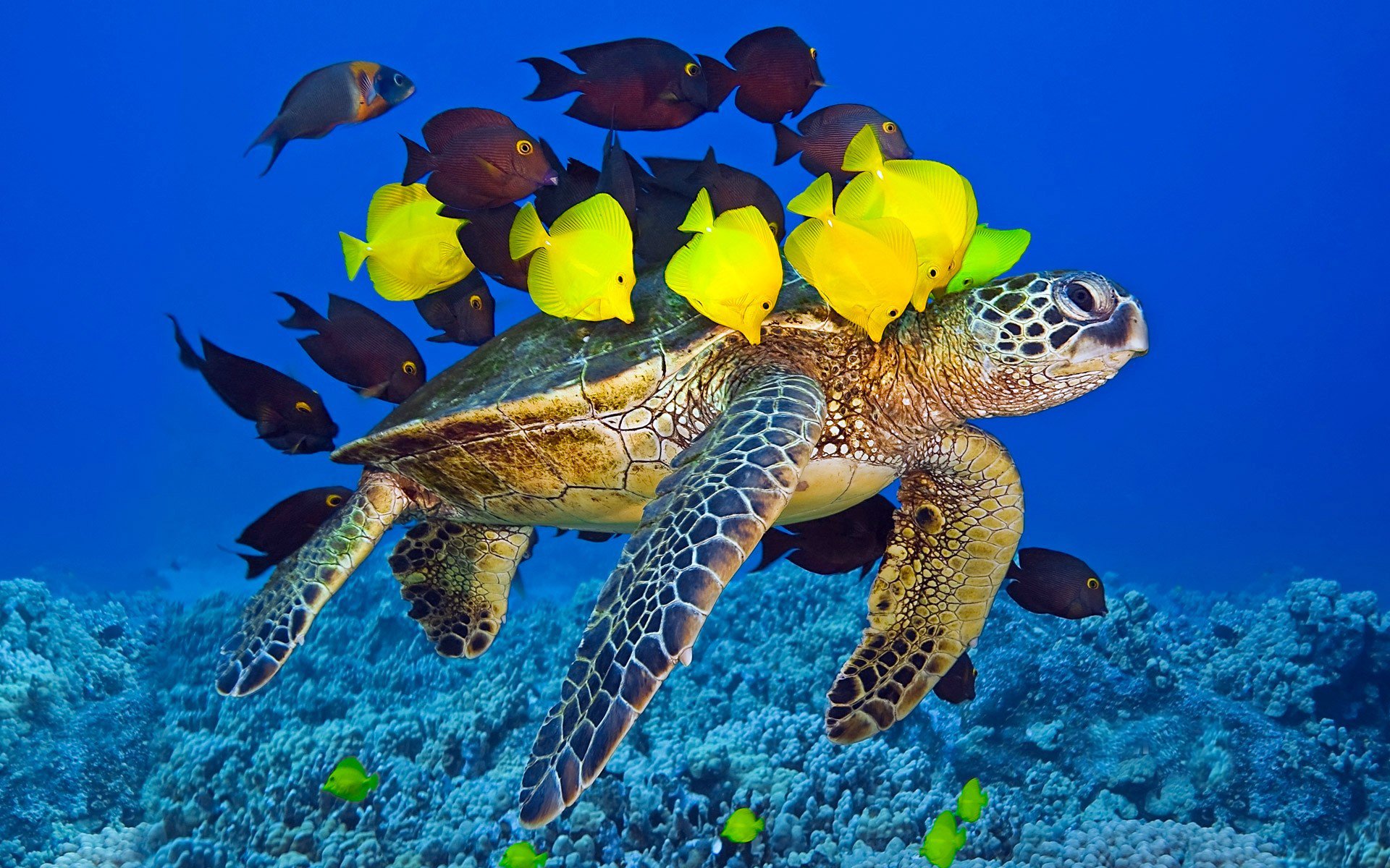 żółw ocean stado ryby podwodny świat