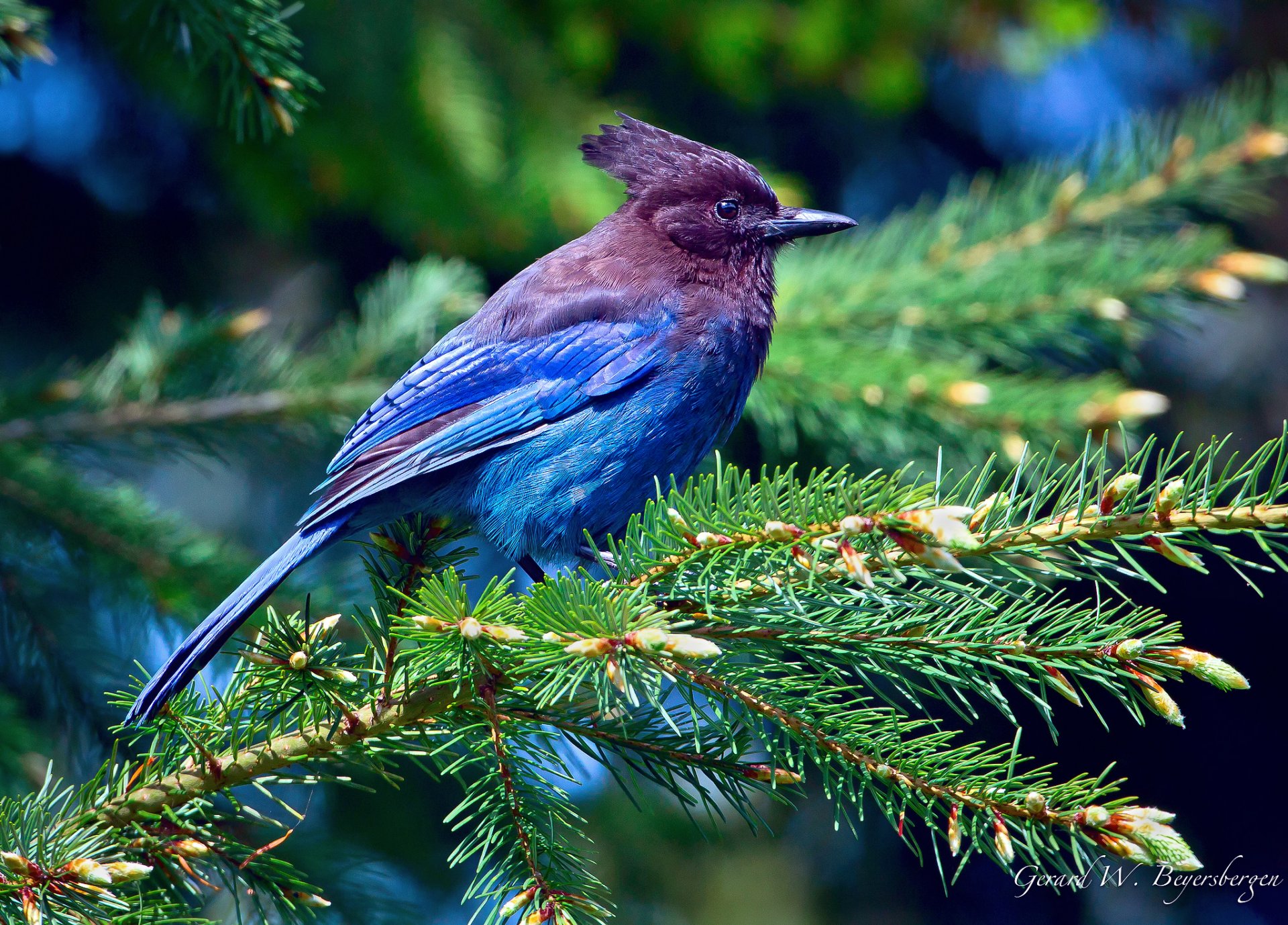 poultry curly jay blue purple feathers tree spruce branches forest light