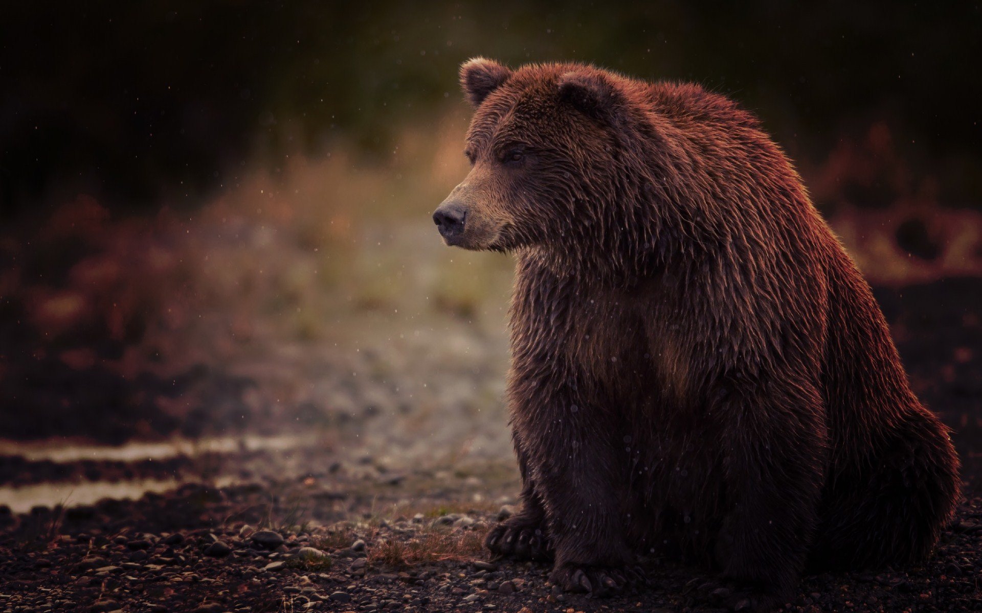 orso marrone bagnato seduta piede torto marrone punta