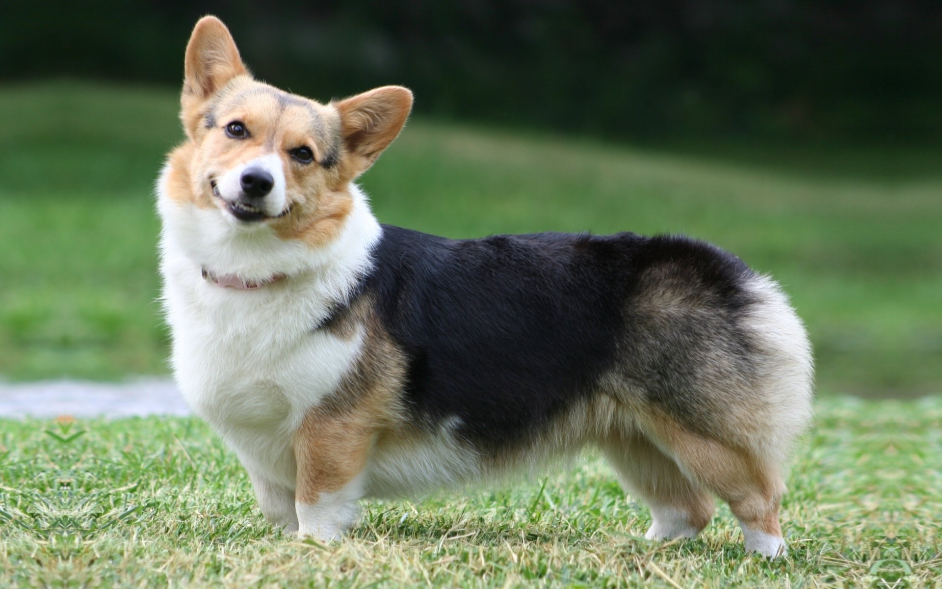 corgi galés pembroke corgi galés perro hocico sonrisa orejas.fondo