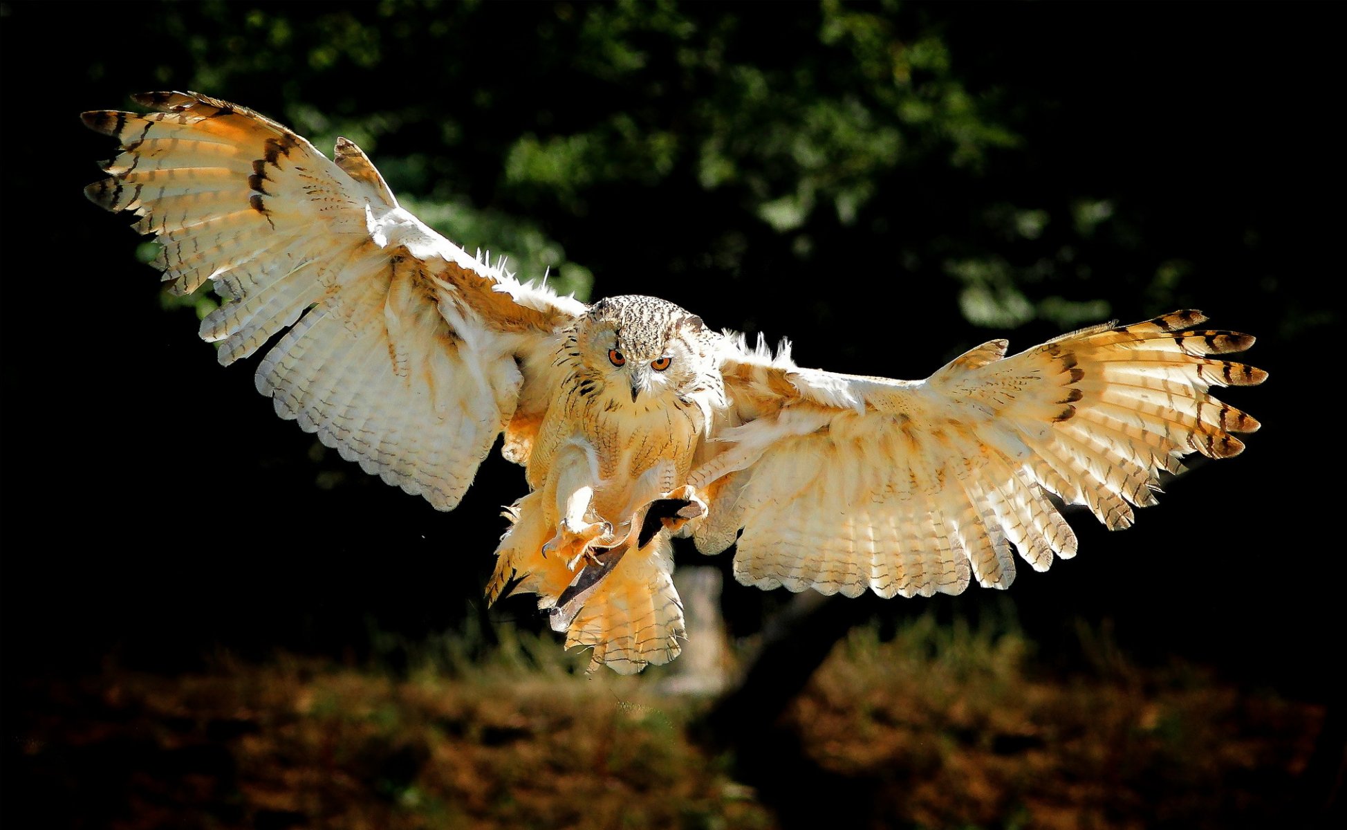 poultry owl wings flight