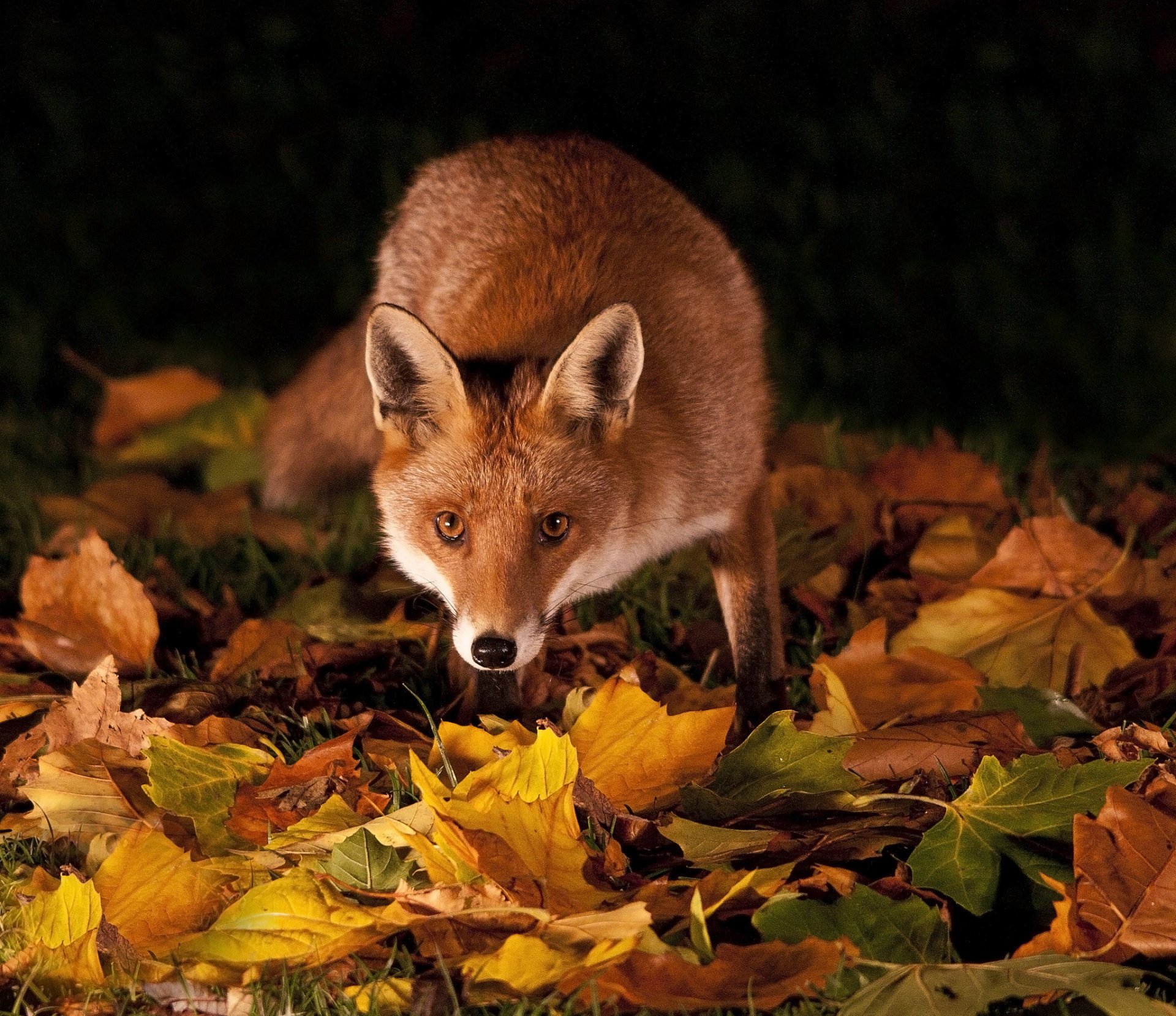 grass leaves autumn night fox red