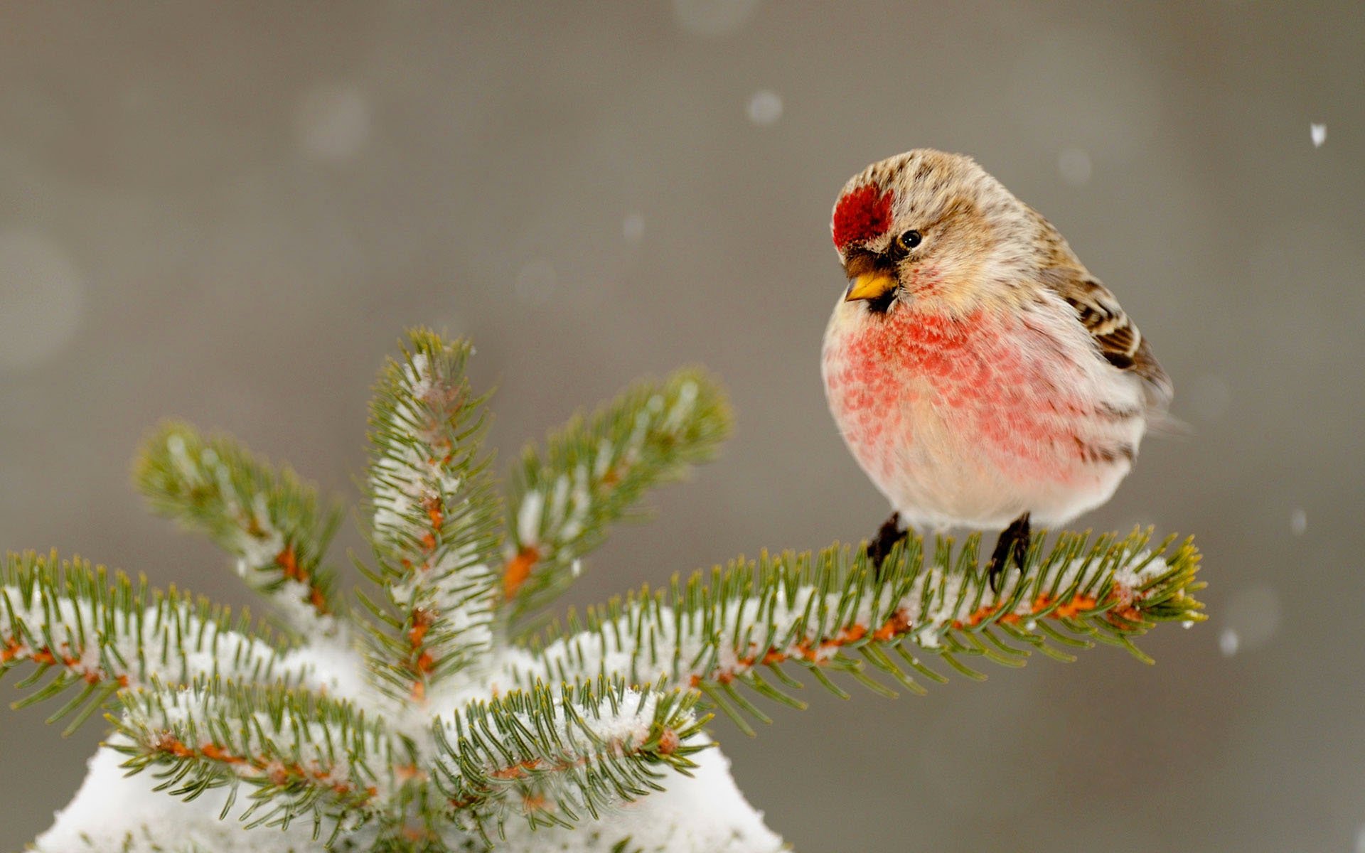 natura zima śnieg choinka igły ptak dziób