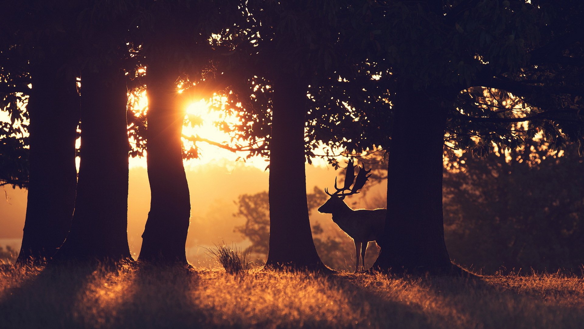 hirsch morgen wald natur