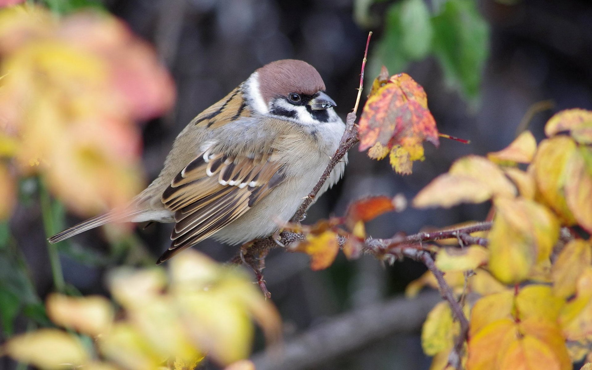 naturaleza pájaro gorrión rama follaje otoño