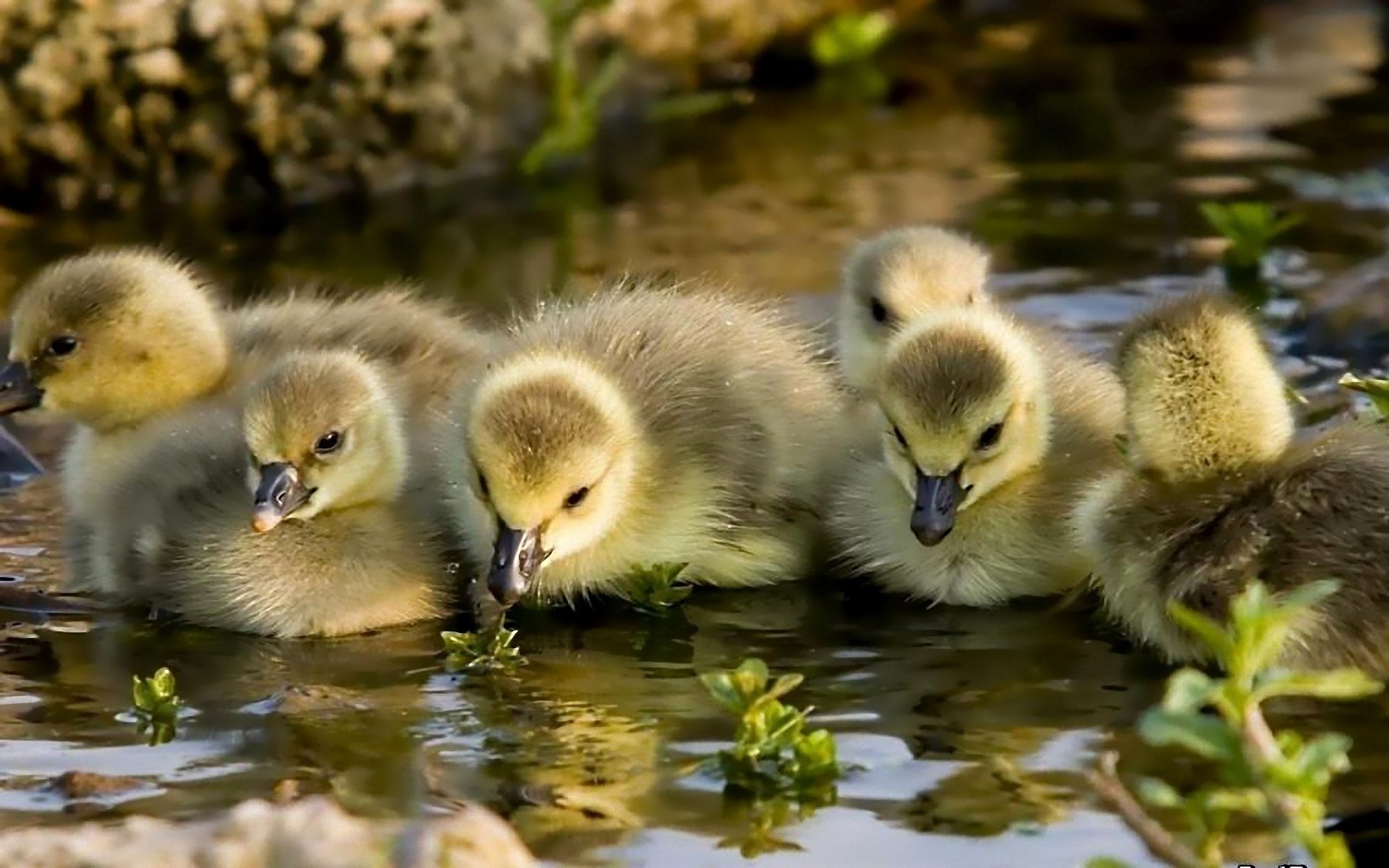 gänse kleinkinder wasser küken