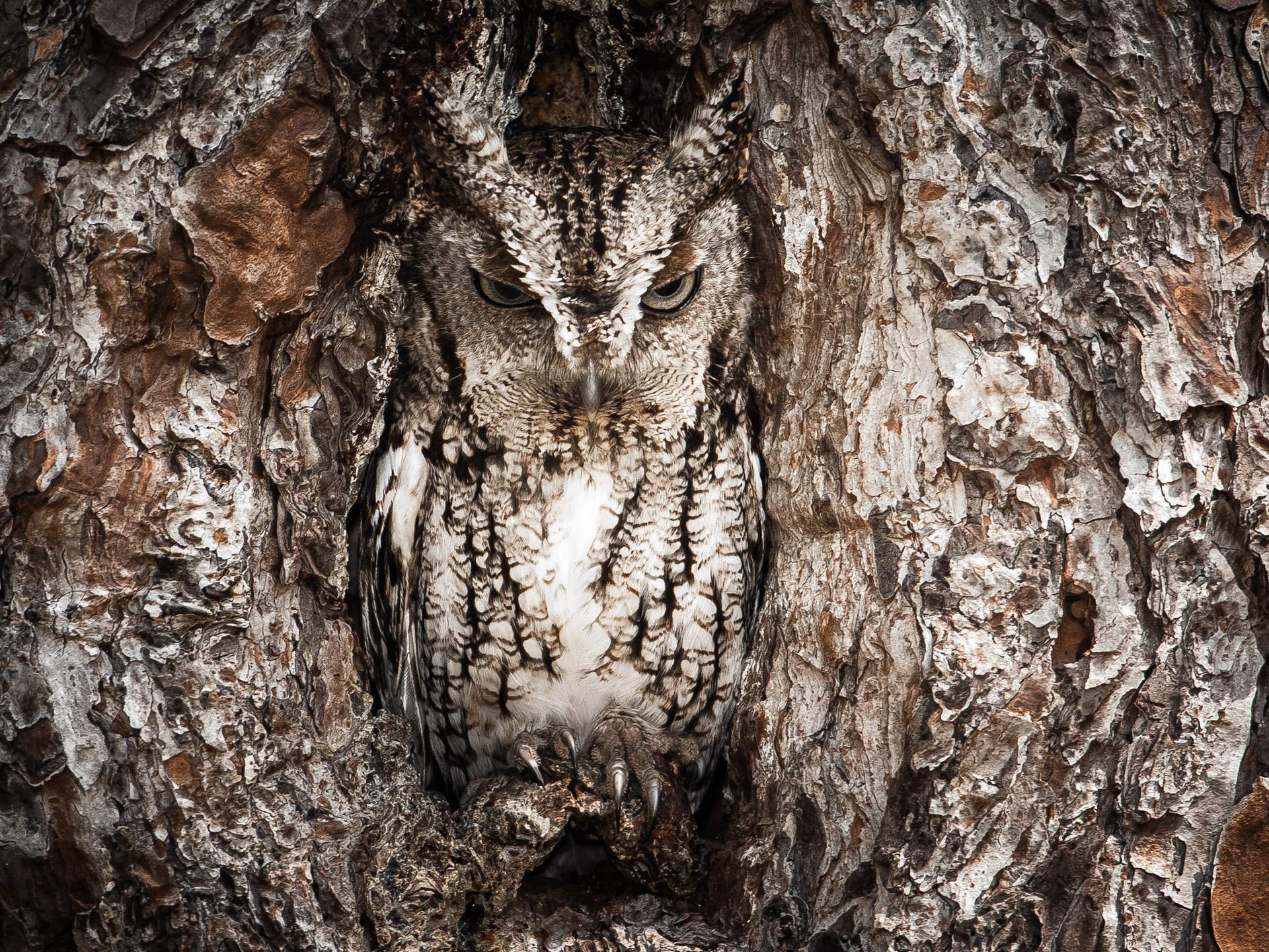 owl camouflage