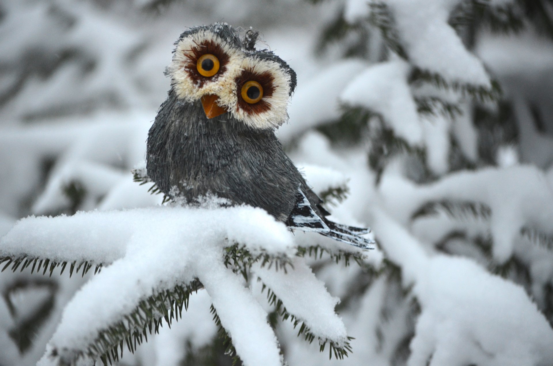 gufo inverno abete rosso bianco