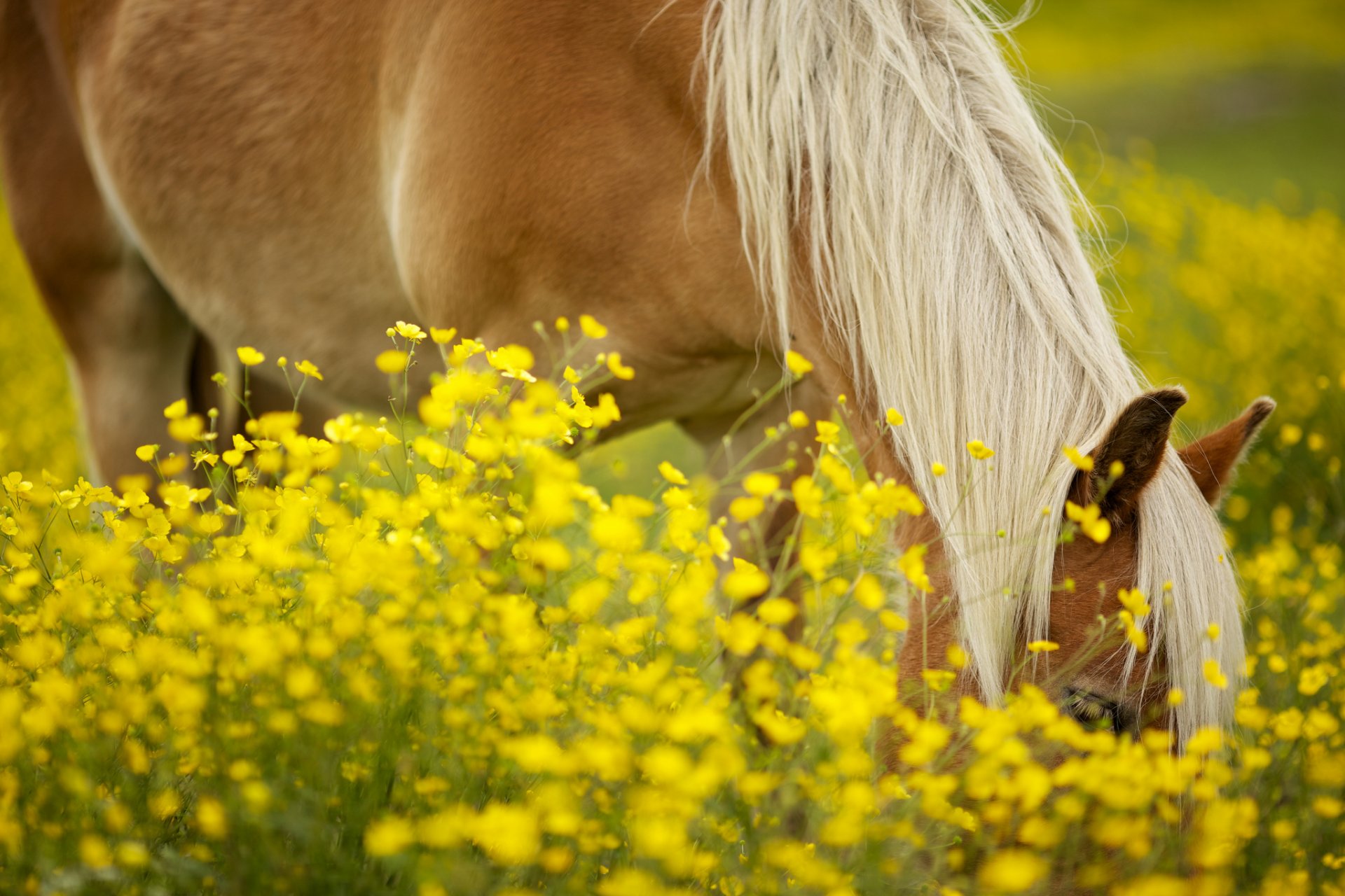 animaux cheval cheval cheval crinière fleurs fleurs jaune champ verdure soleil fond papier peint écran large plein écran écran large écran large