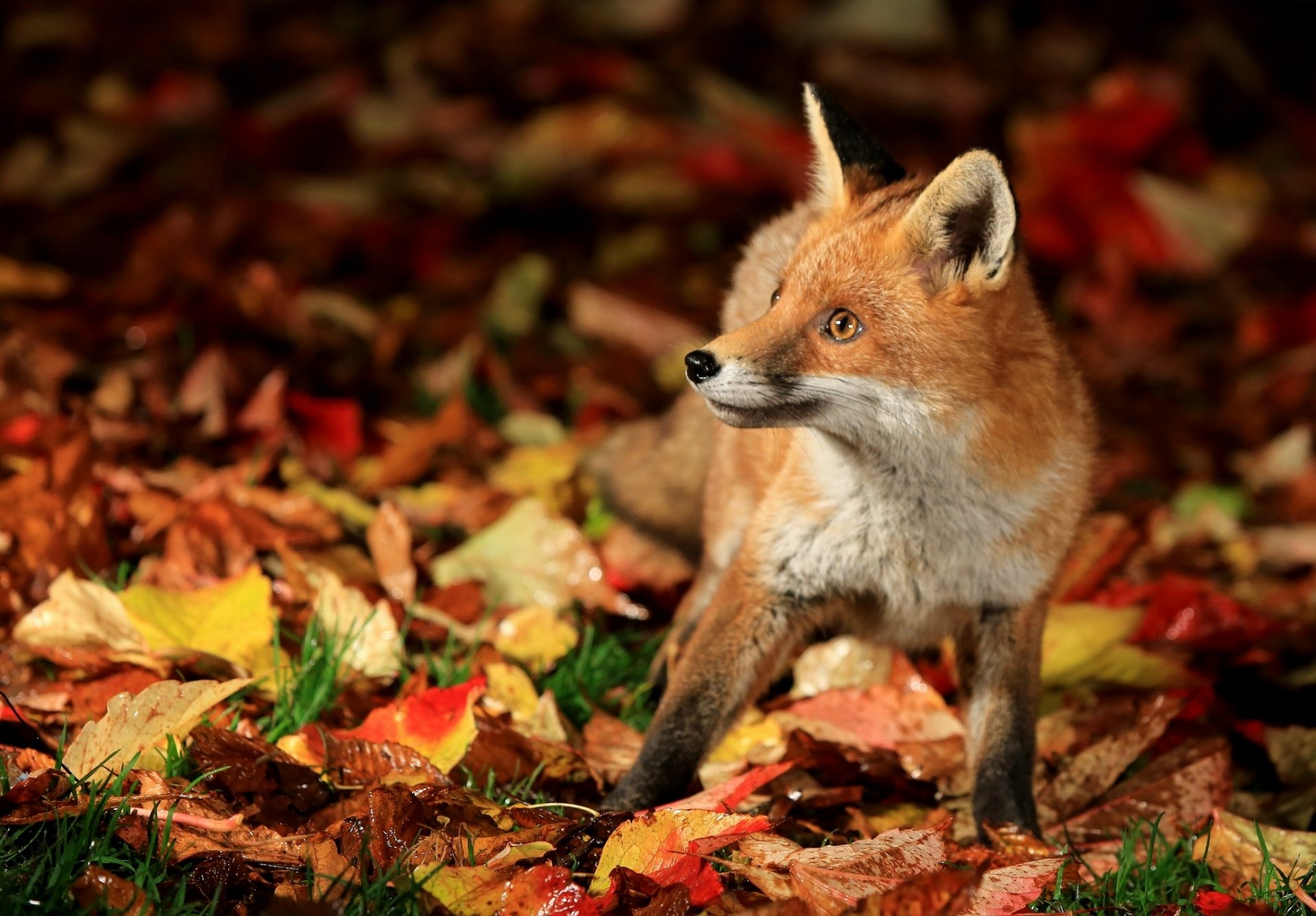 fox fox cub leaves autumn