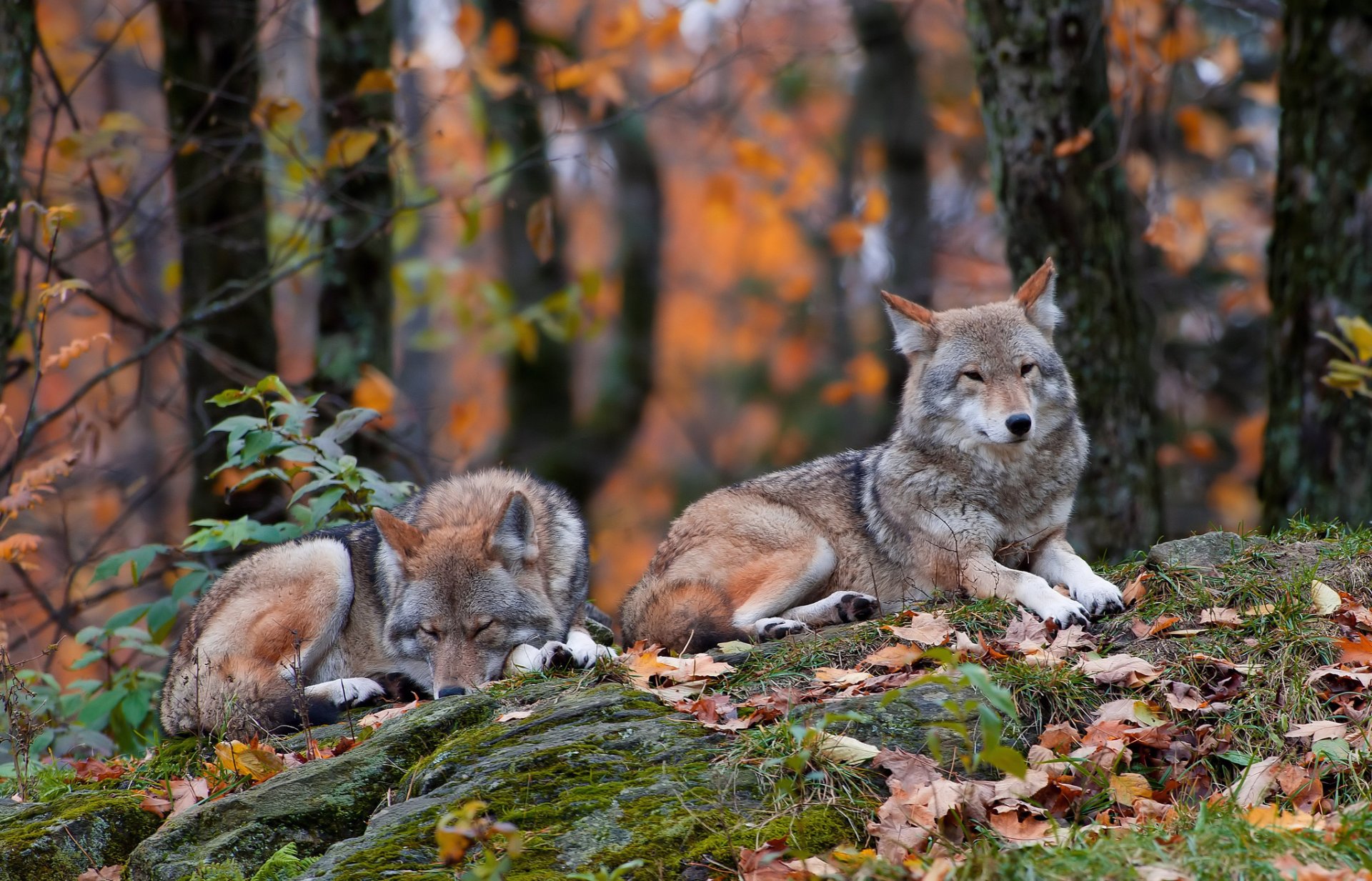 wald herbst blätter gras steine kojoten zwei liegen