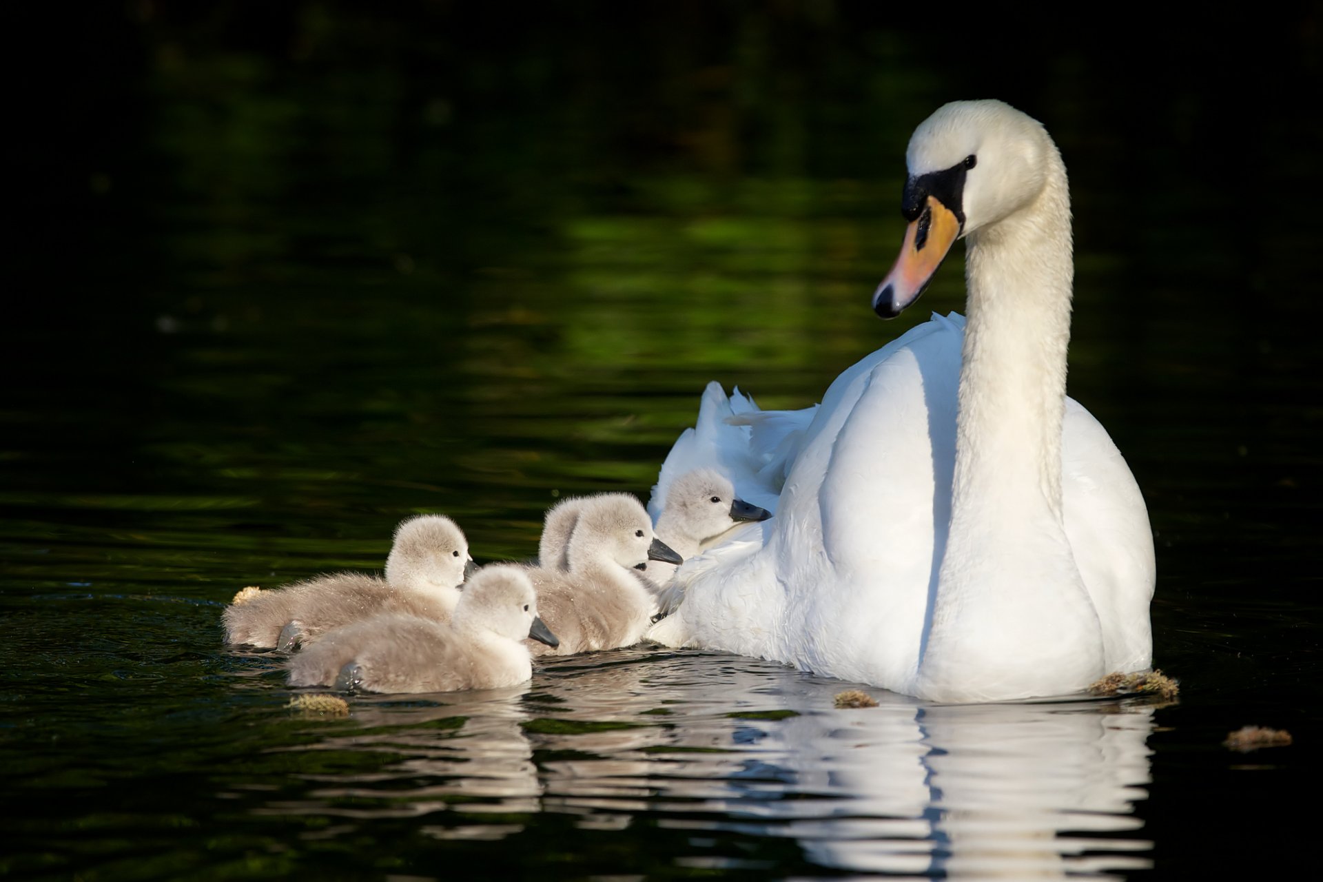 lebedyata chicks maternity swan