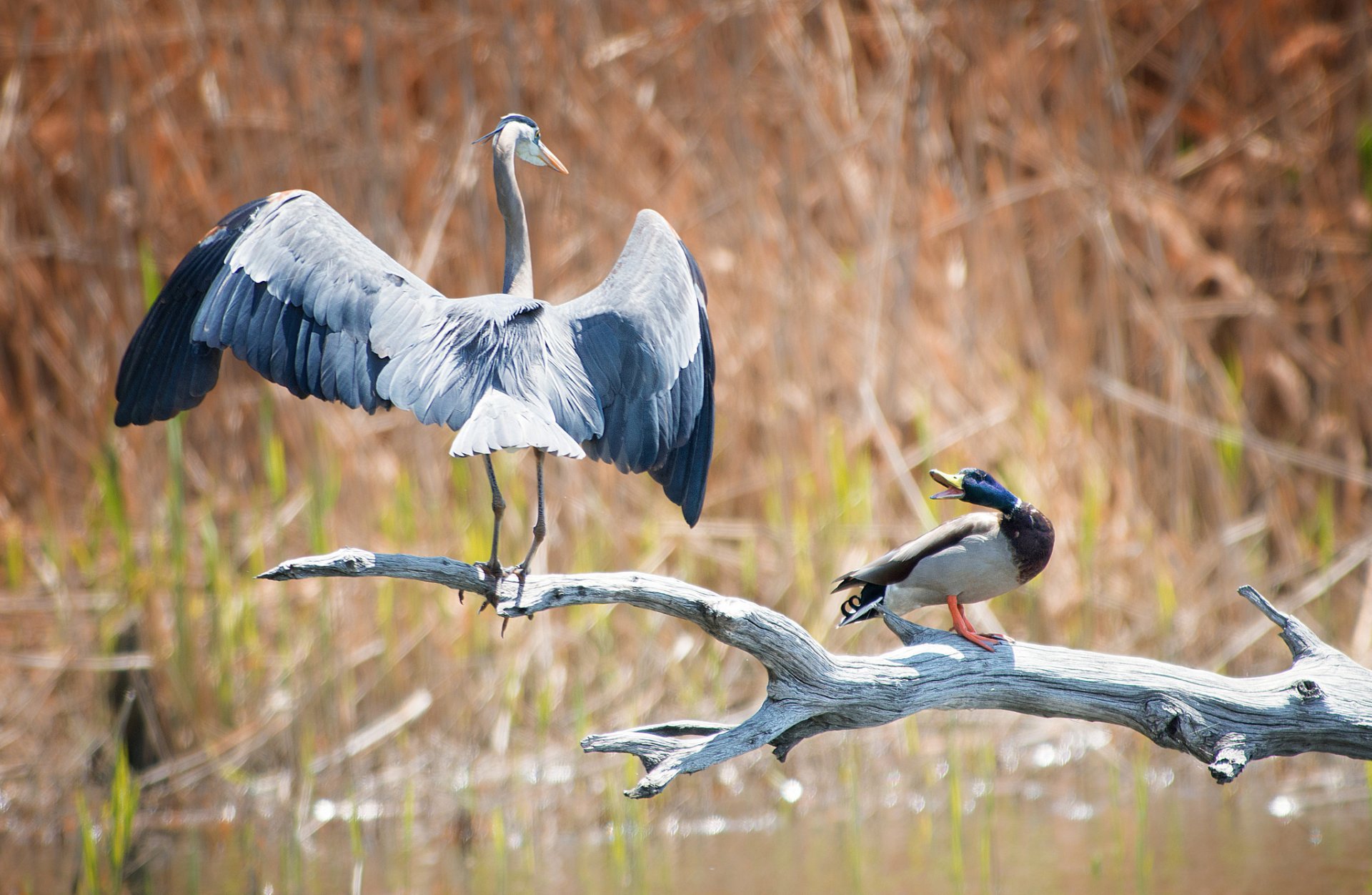 lago junco rama pato garza gris pelea