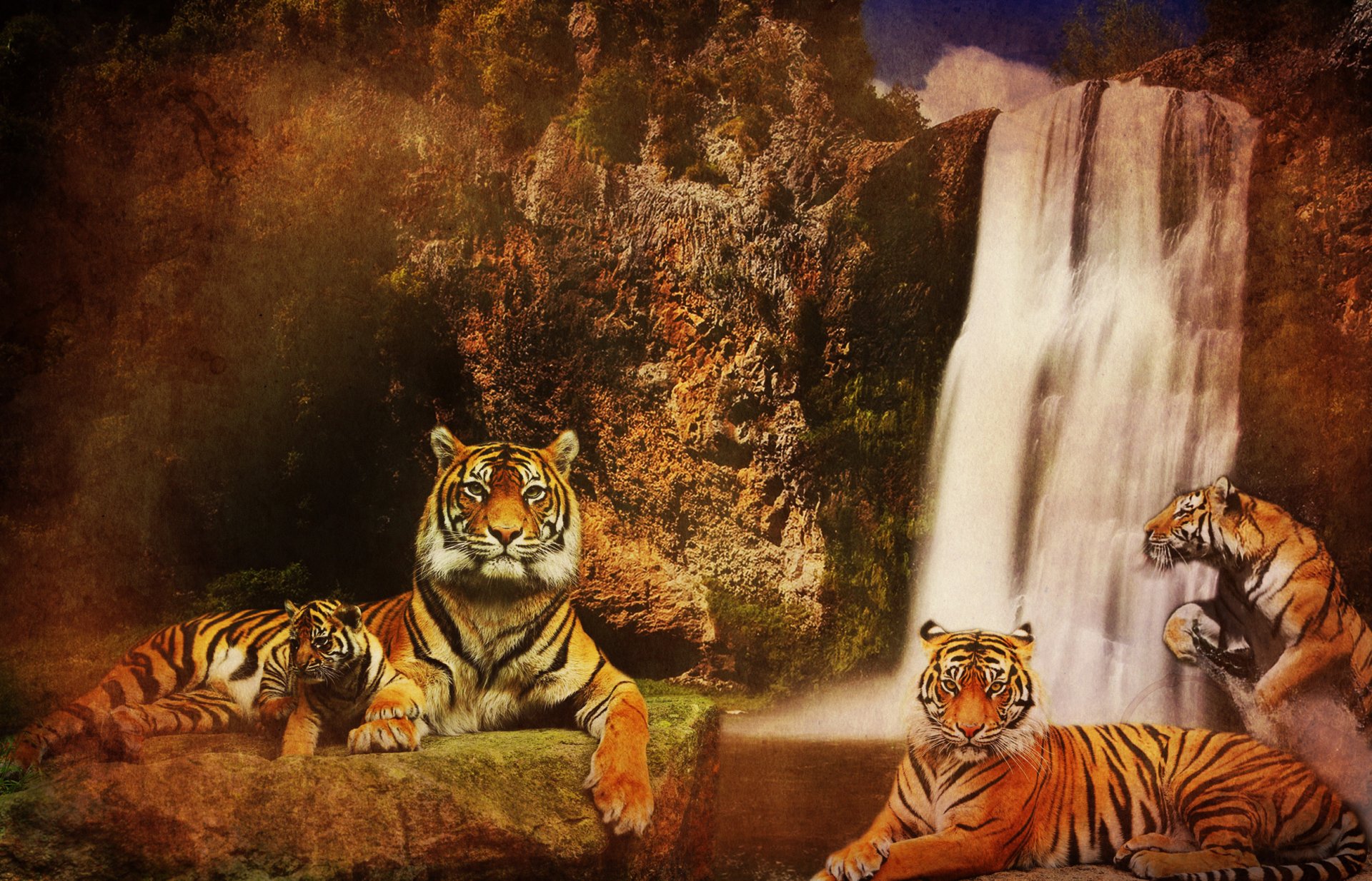 tigers predators cats waterfall mountain background water rock