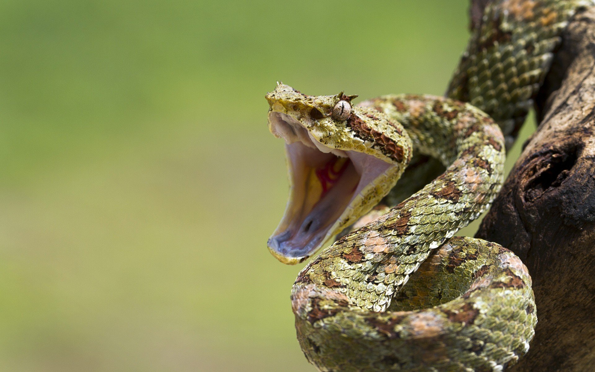 serpent bouche oeil branche reptile