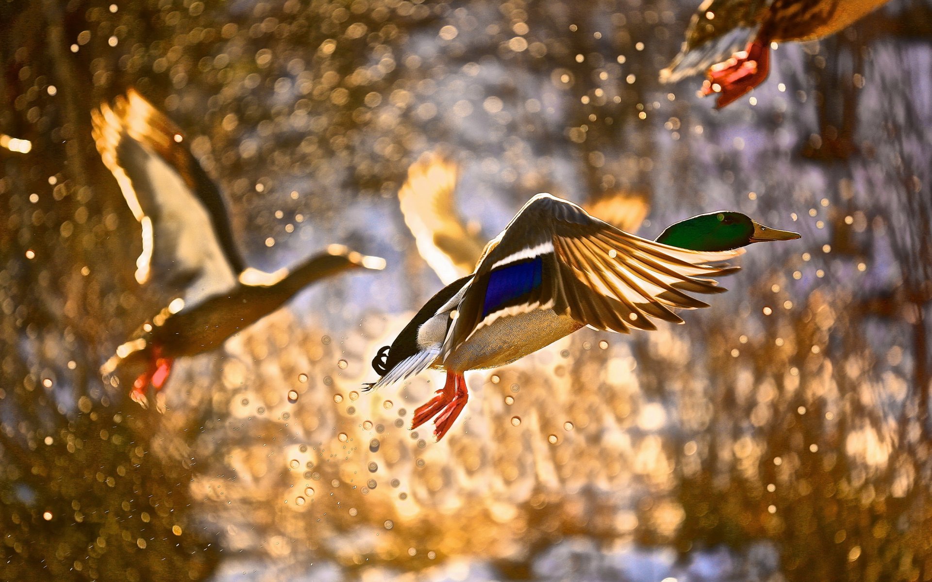 duck poultry flight spray