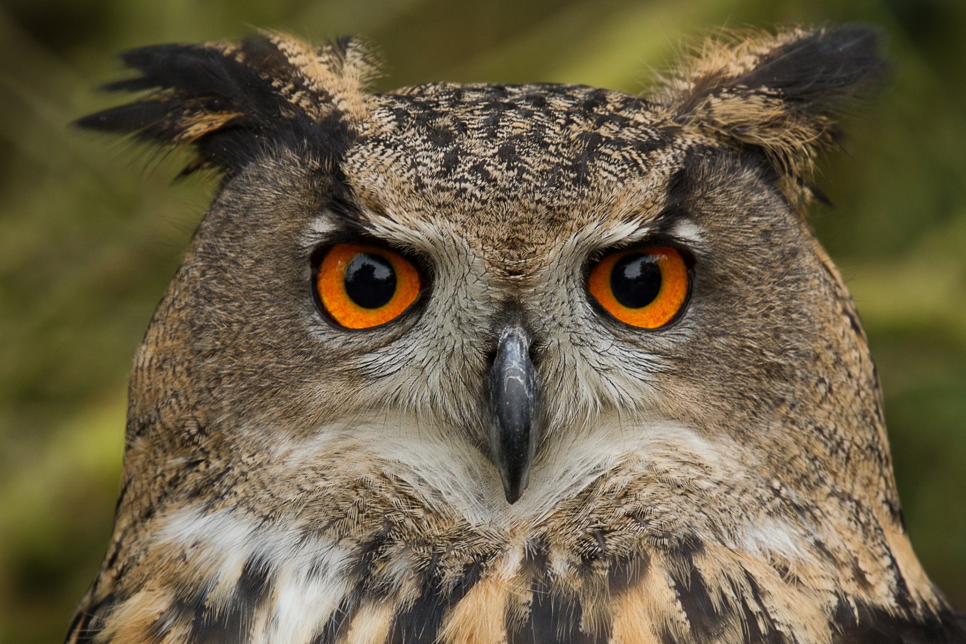 oiseau hibou hibou aigle vue portrait