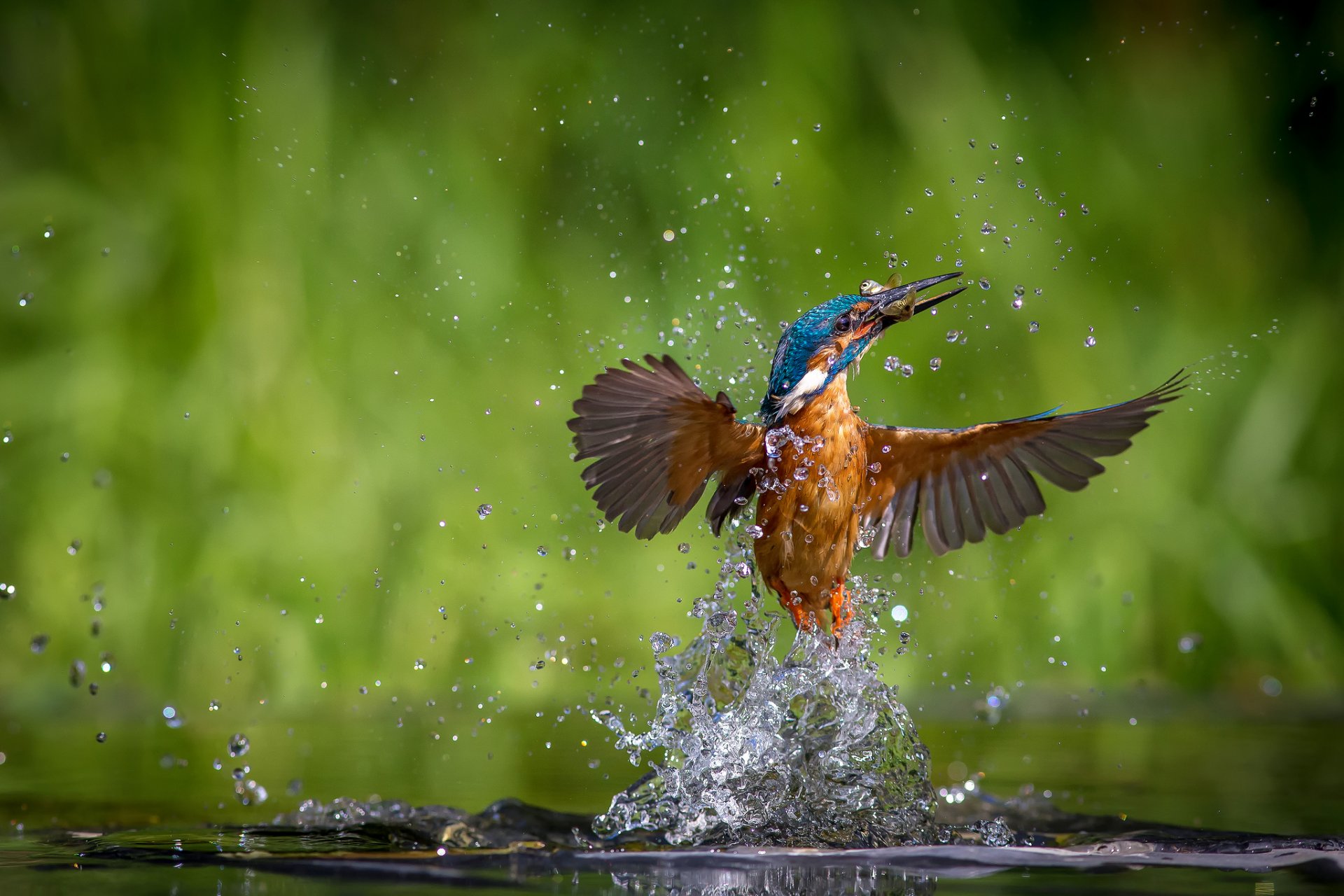 aves martín pescador común alcedo atthis martín pescador agua gotas salpicaduras pescado captura