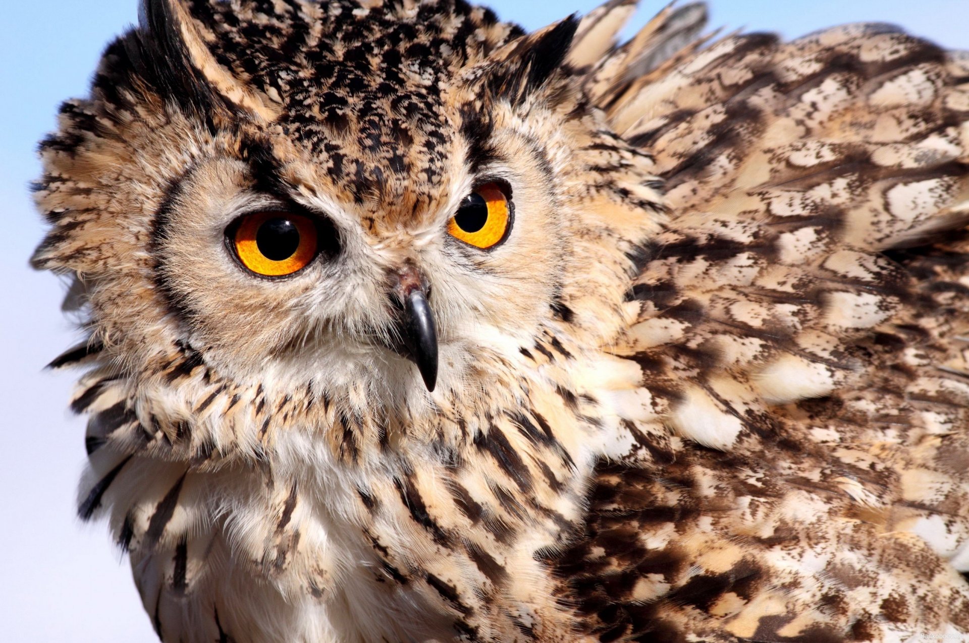 hibou hibou yeux plumes couleur