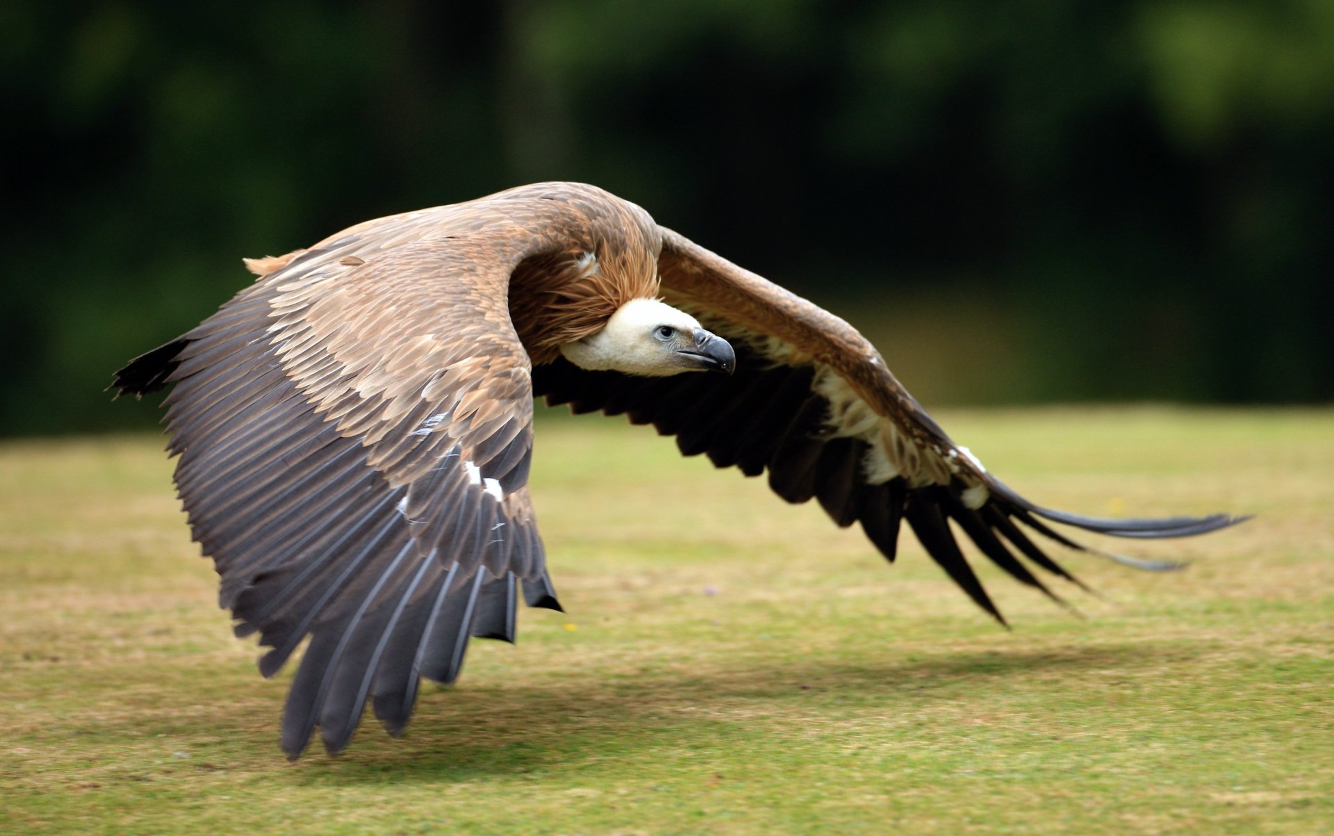 pájaro alas plumas buitre plumaje carroñero