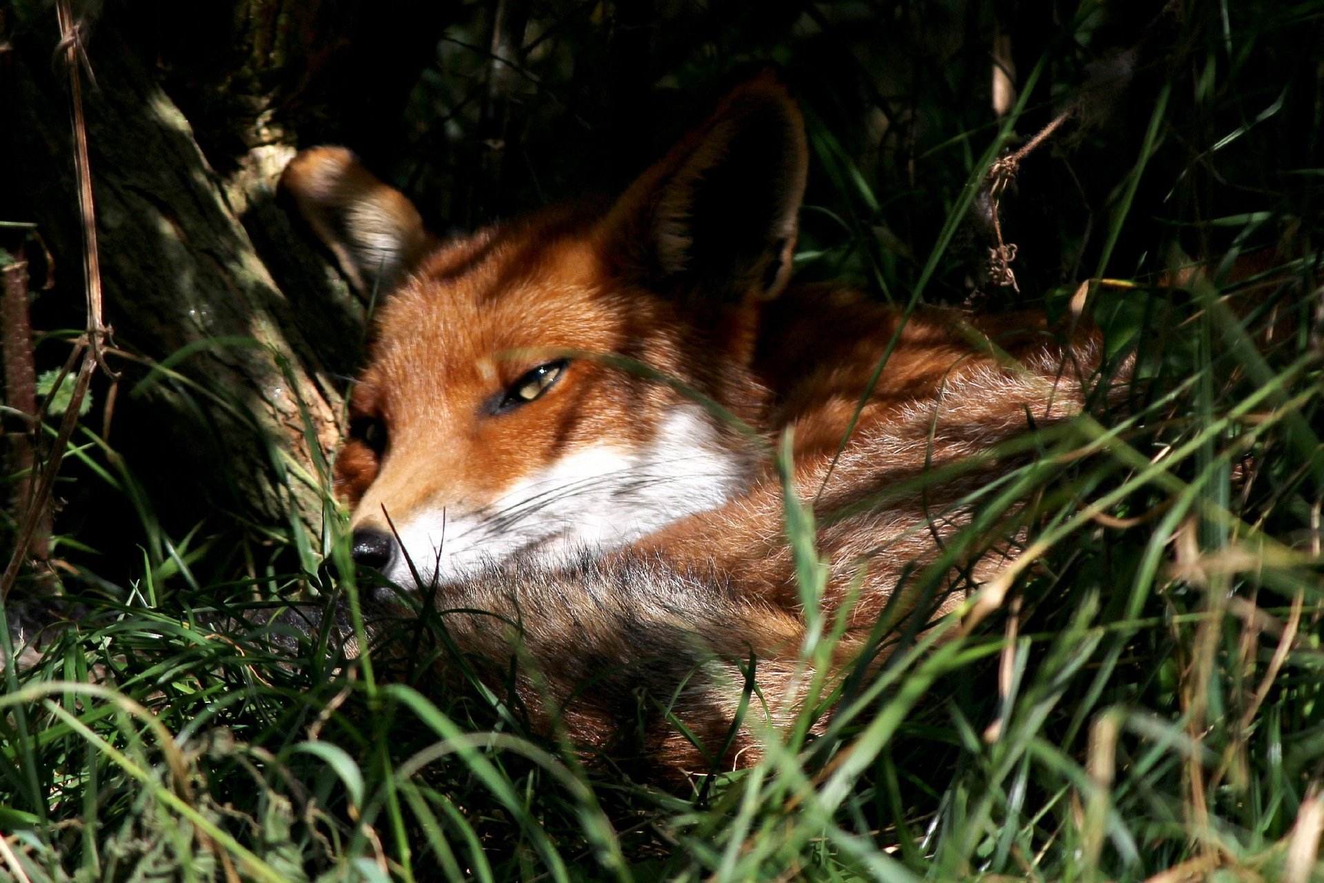 zorro naturaleza verano