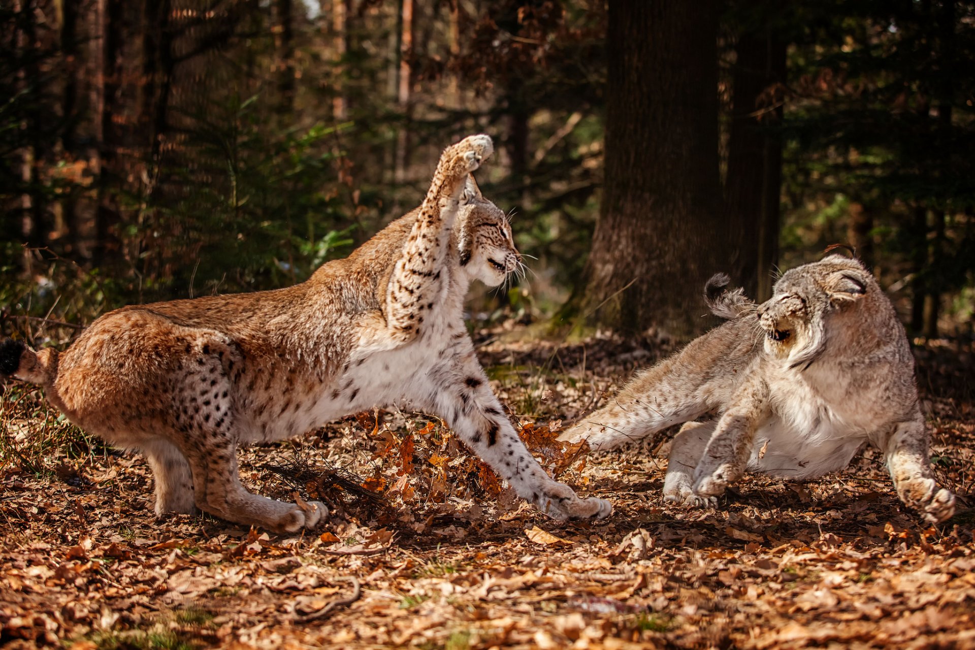 foresta foglie autunno linci due lotta