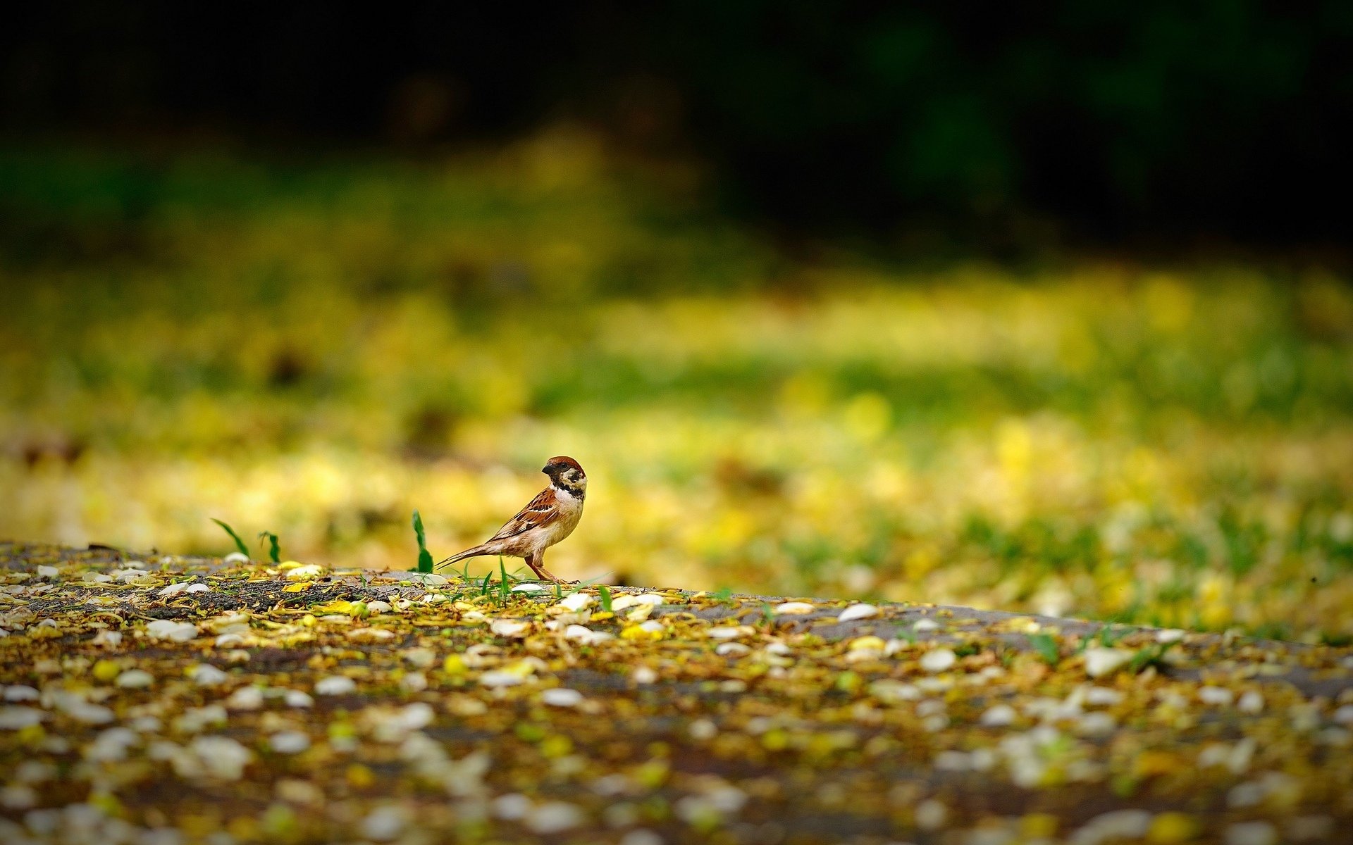 animali uccelli passero passero natura giallo sfocatura sfondo carta da parati widescreen a schermo intero widescreen widescreen