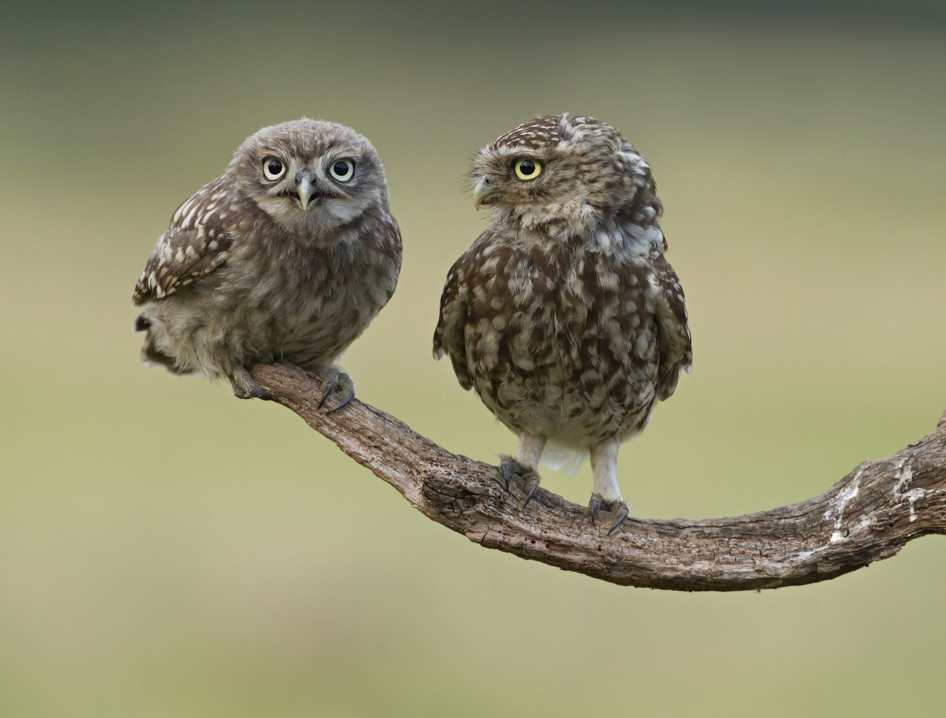 branch birds owl two