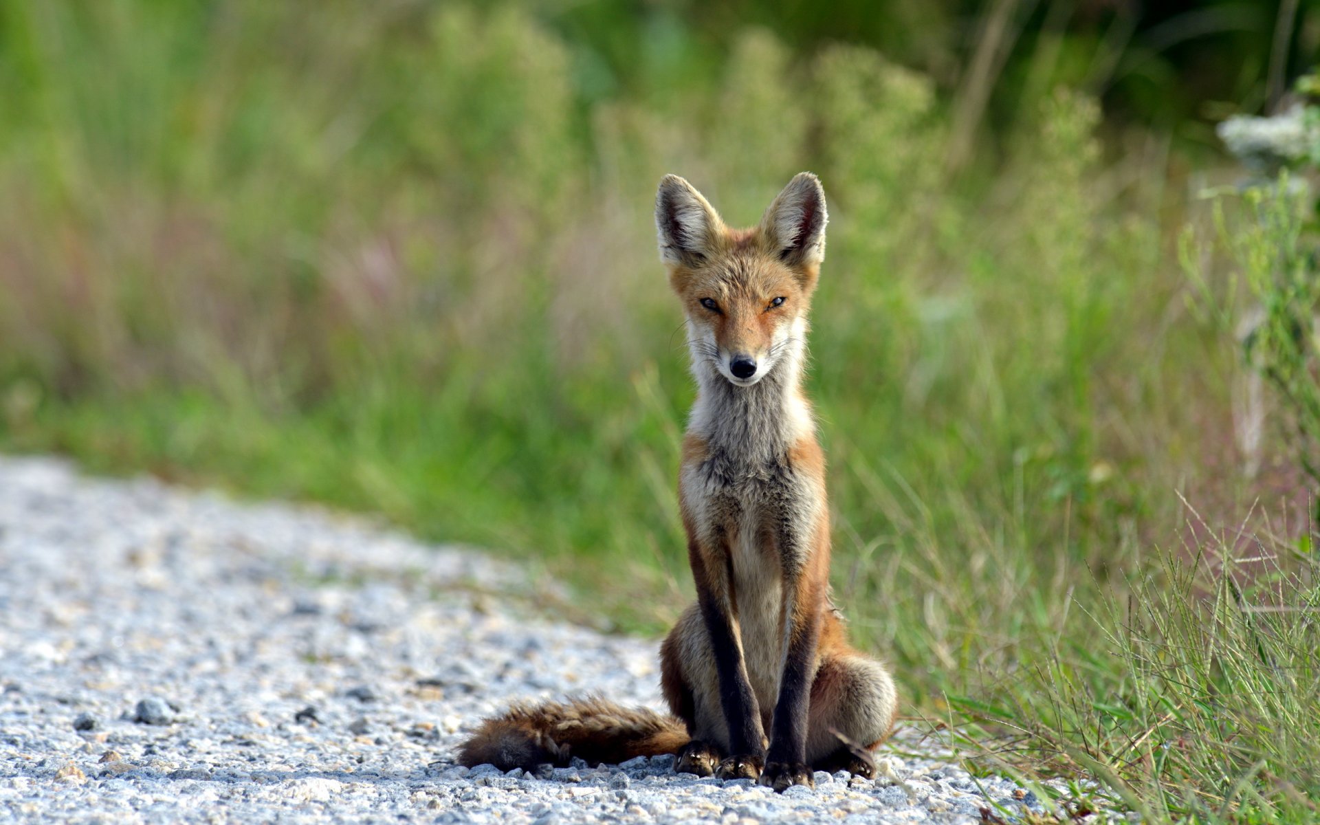 renard nature été