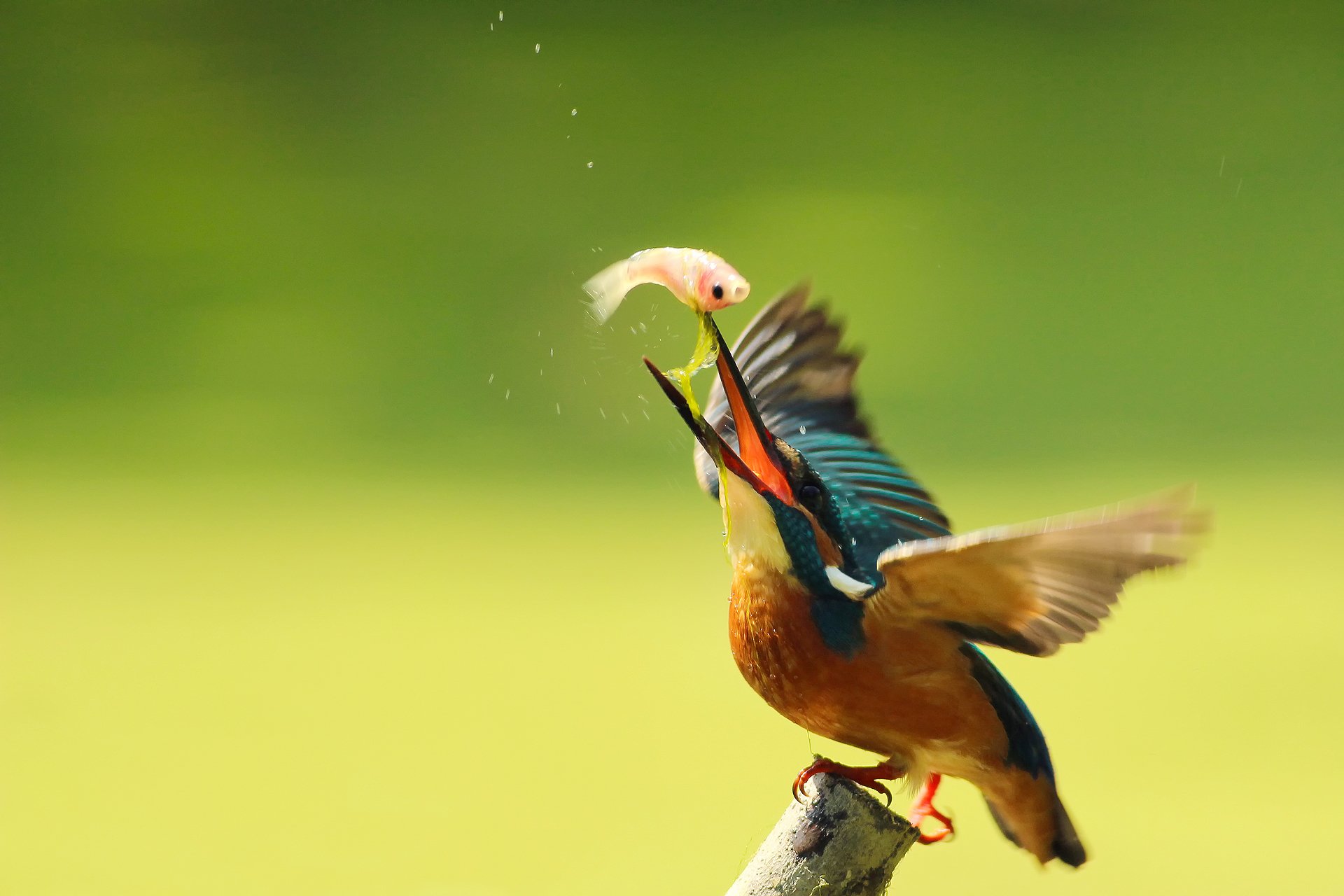 poultry common kingfisher alcedo atthis kingfisher branch catch drops by bori