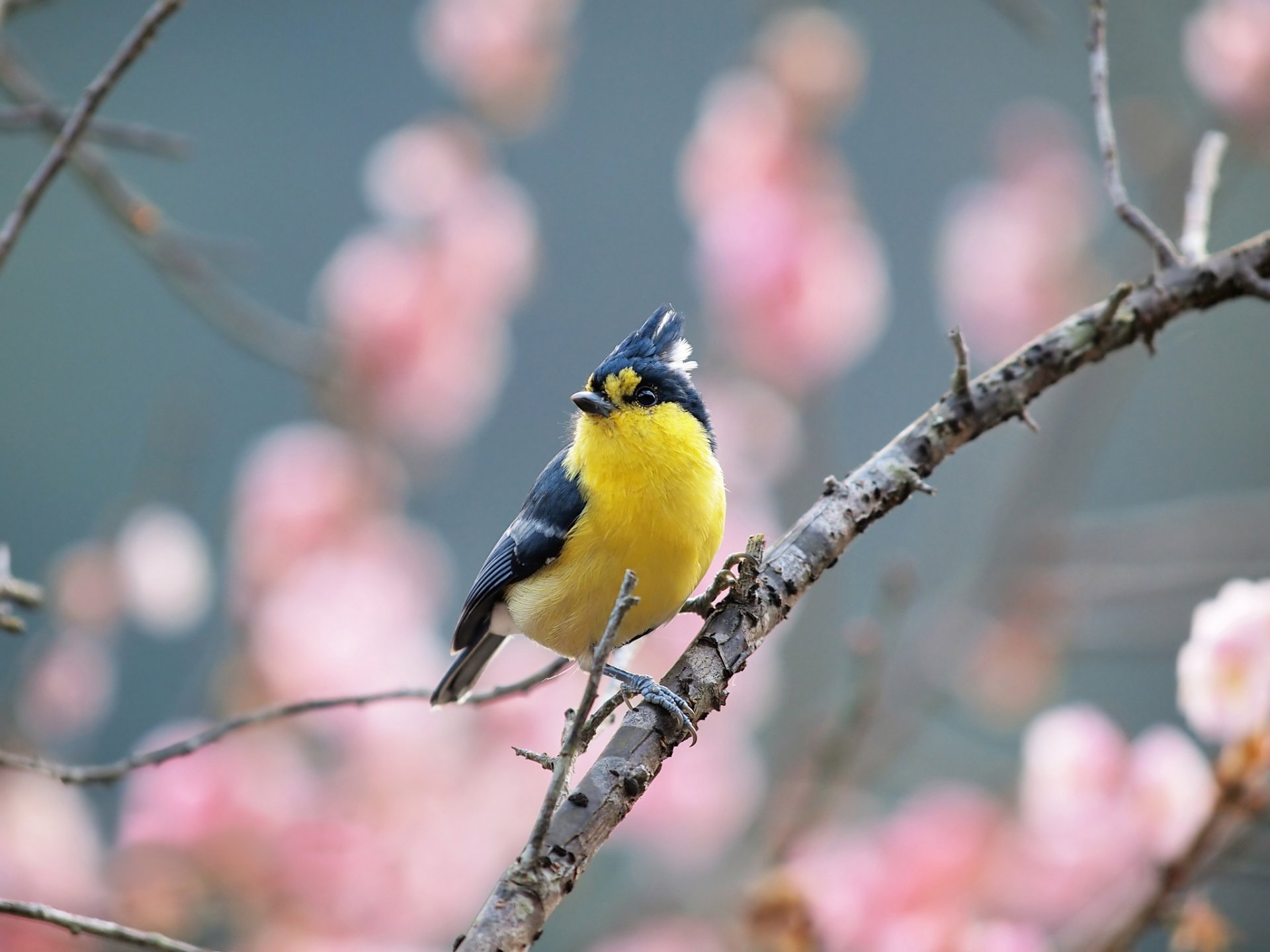 primavera árbol rama pájaro