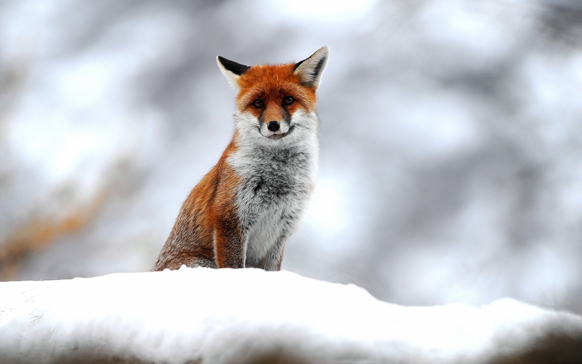 renard neige nature