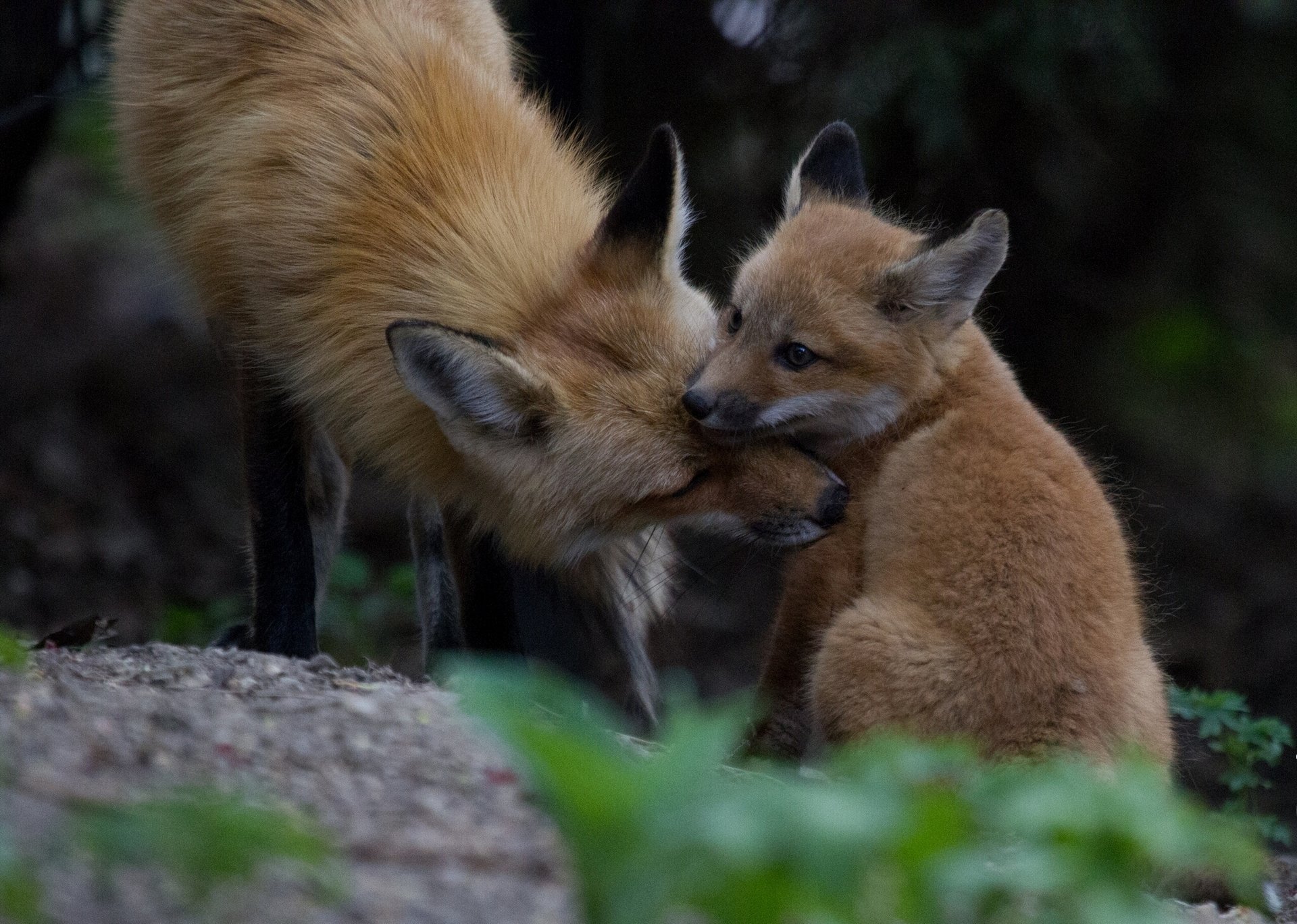 fox fox cub motherhood weasel