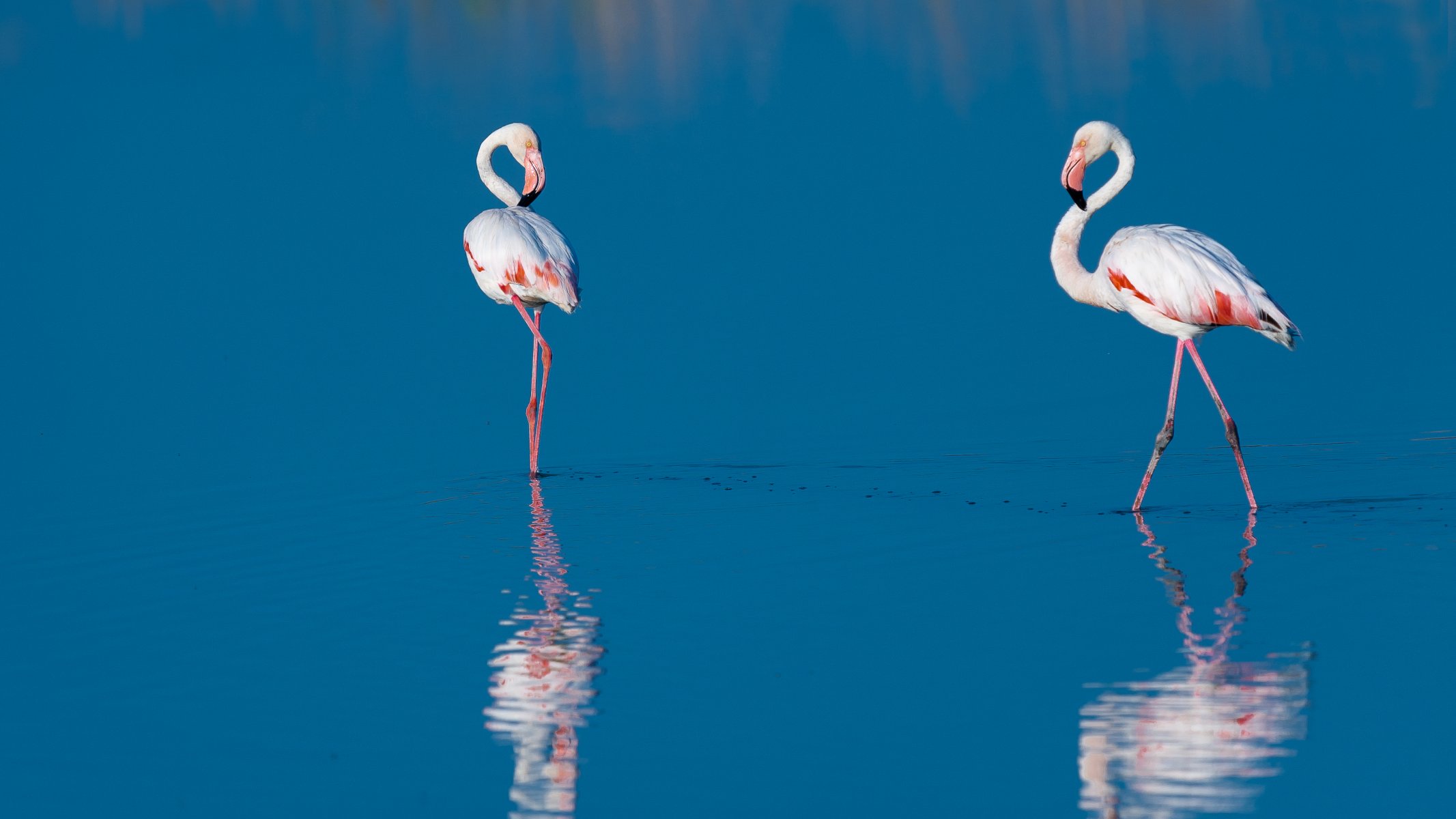 eau bleu oiseaux flamants roses deux réflexion