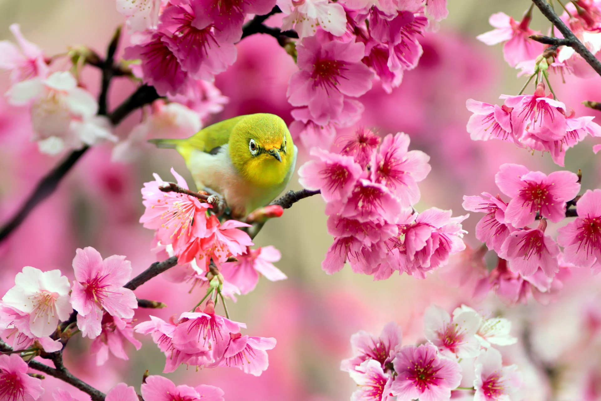 oeil blanc japonais oiseau jaune sakura arbre cerise fleurs rose branches