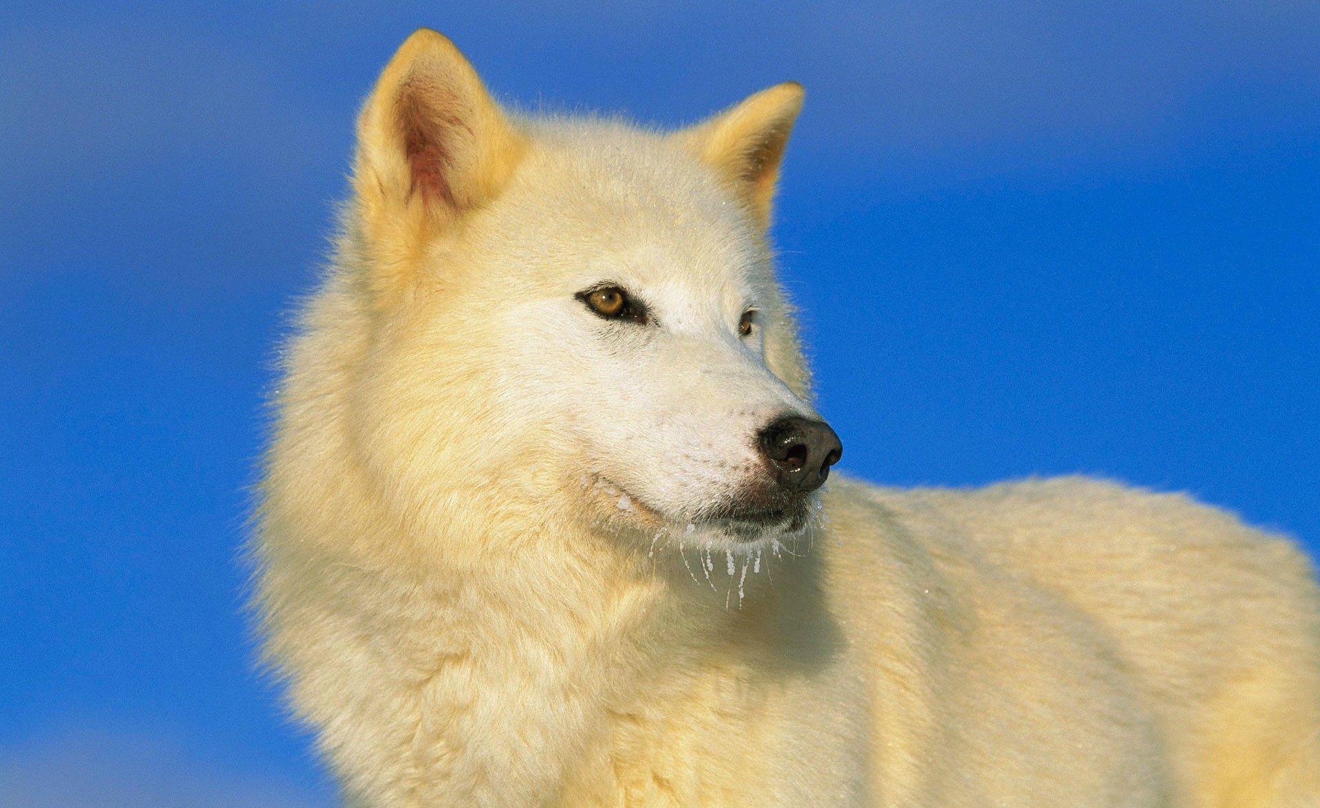 white wolf predator view sky blue