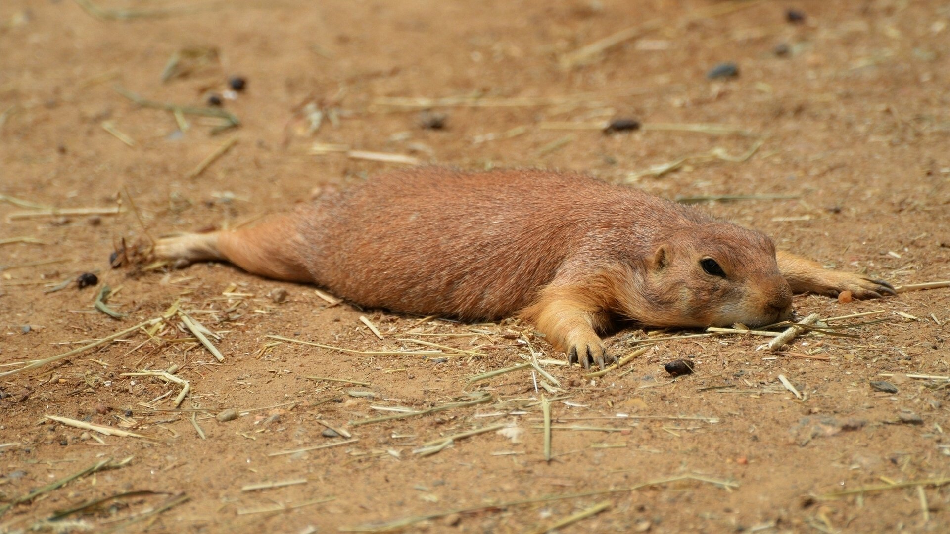 prairie dog rodent out