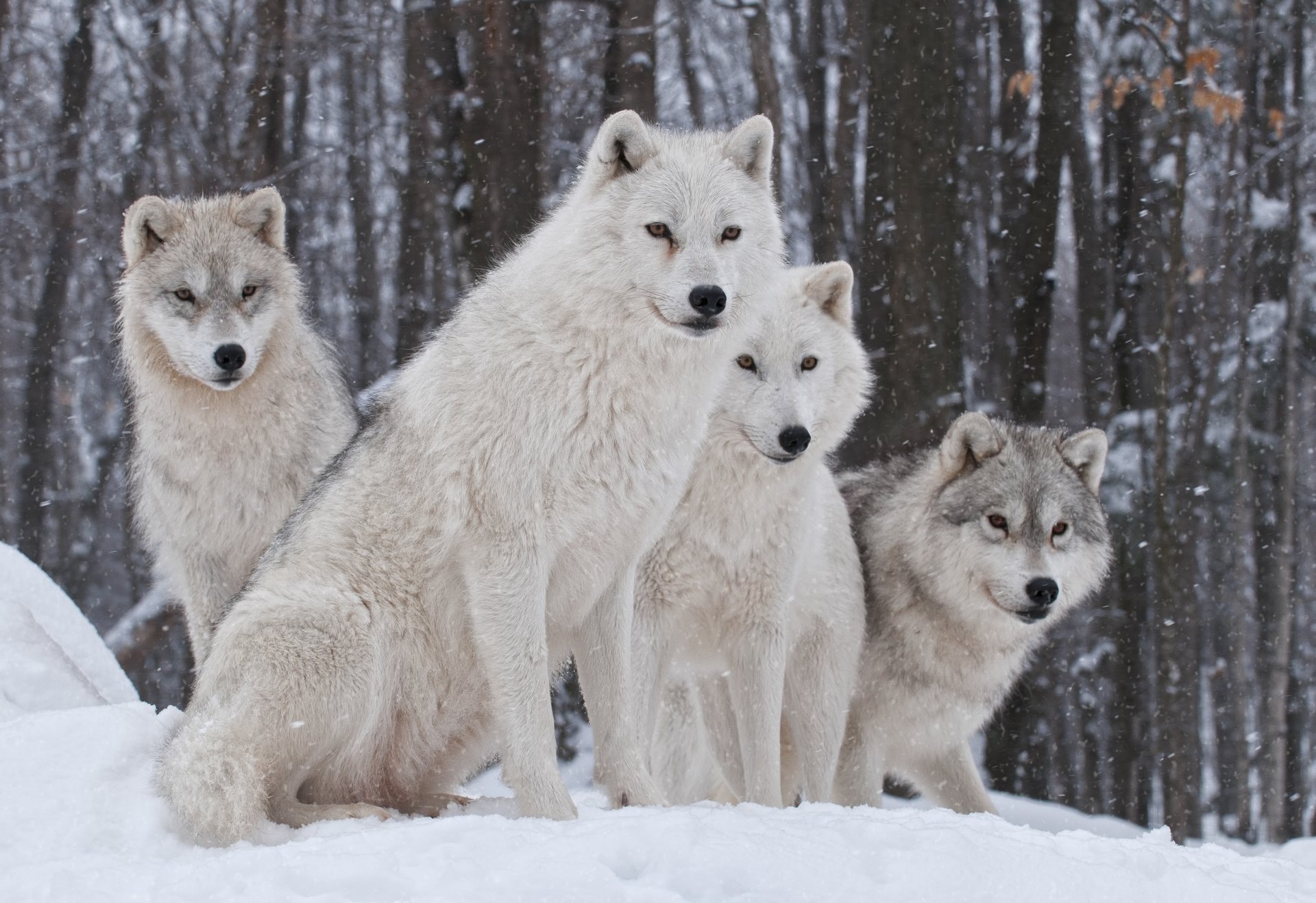 wolves predator family zima.sneg nature