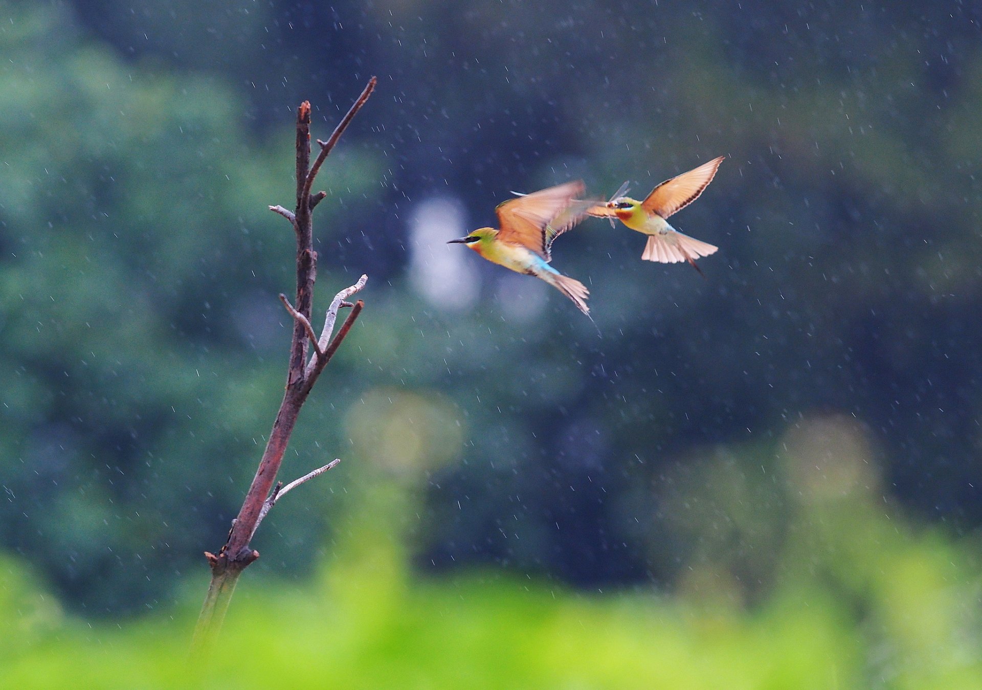 branch birds two pcheloedki flight in the rain