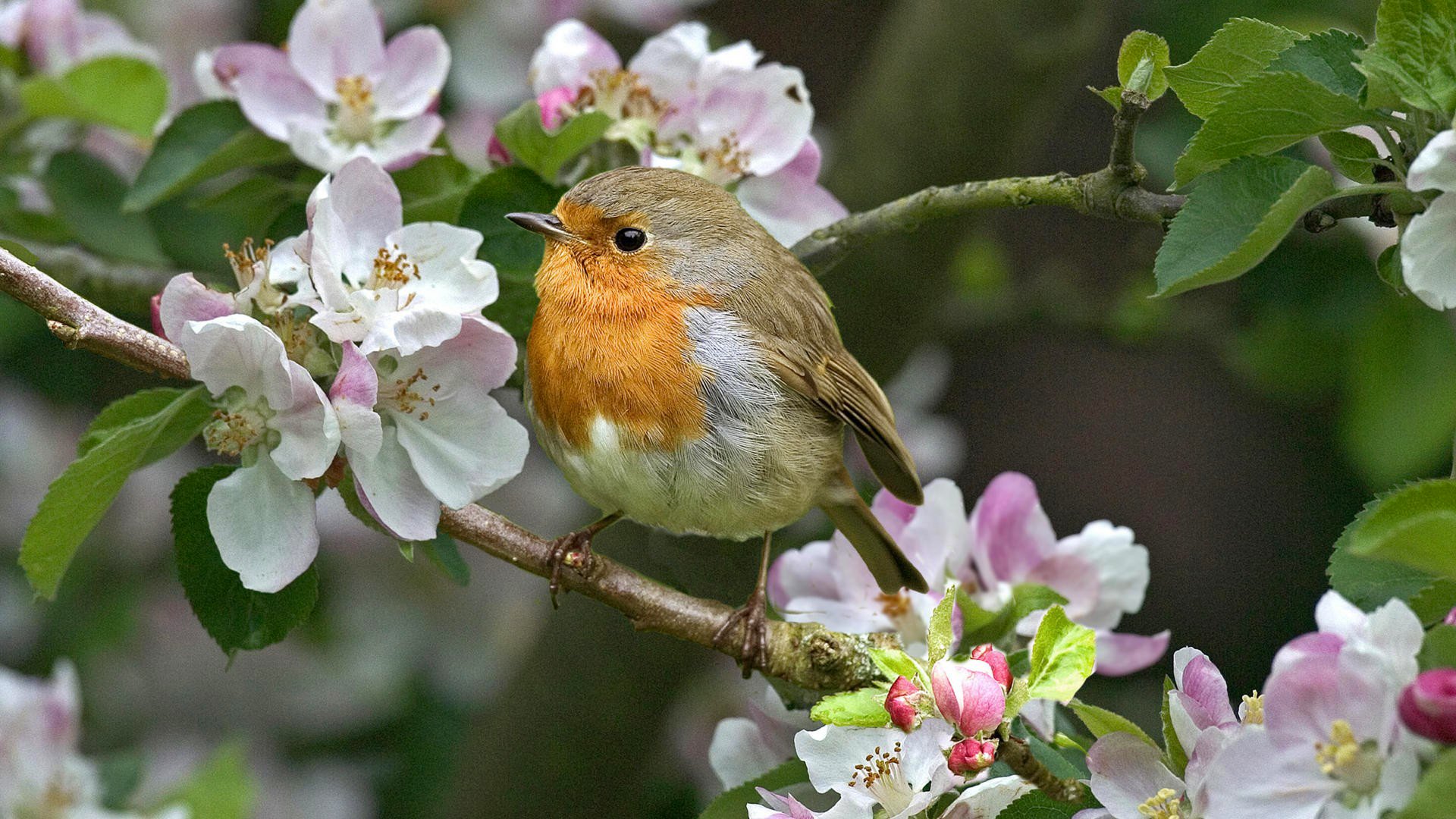 poultry branch flower spring nature