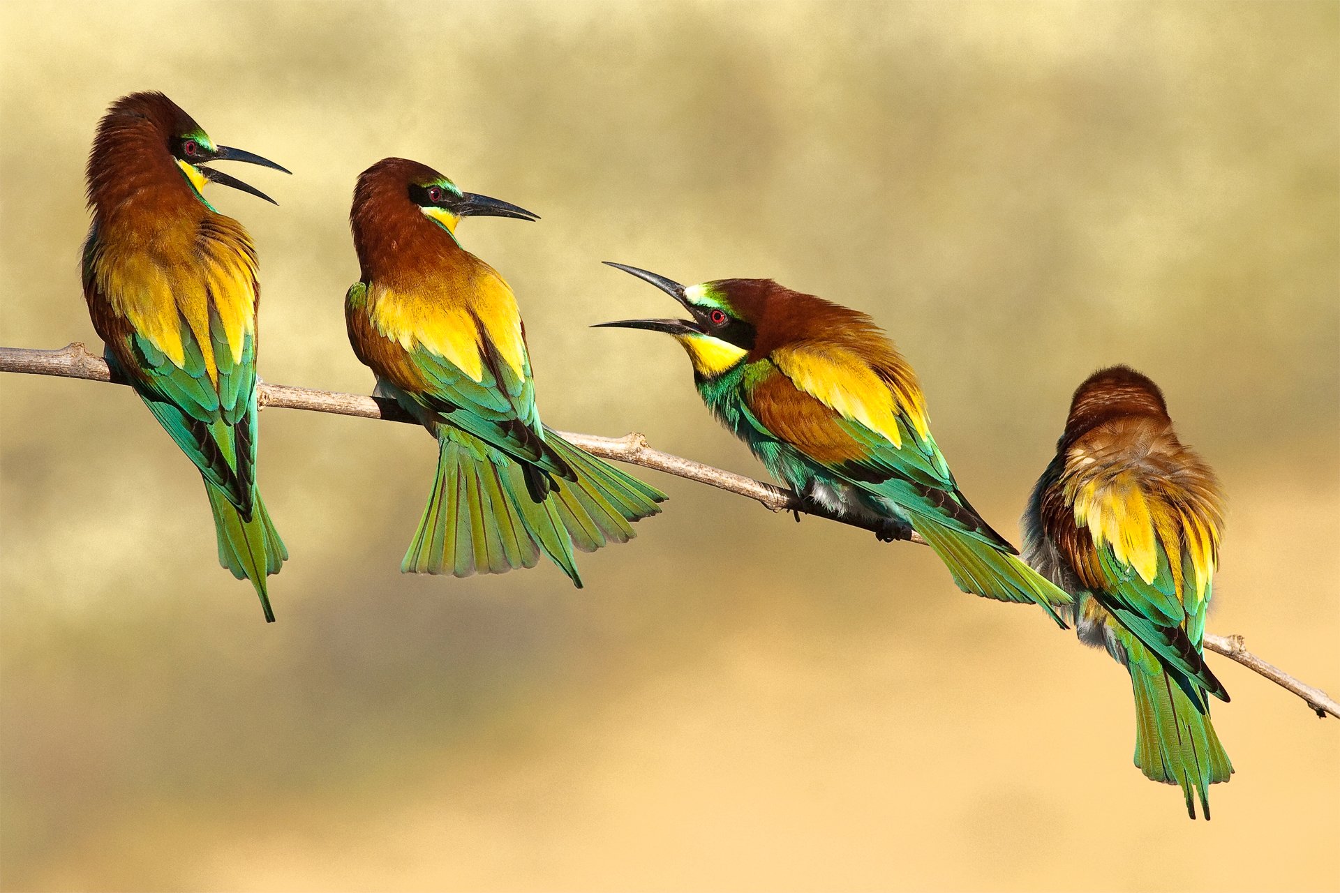 birds bee-eater branch