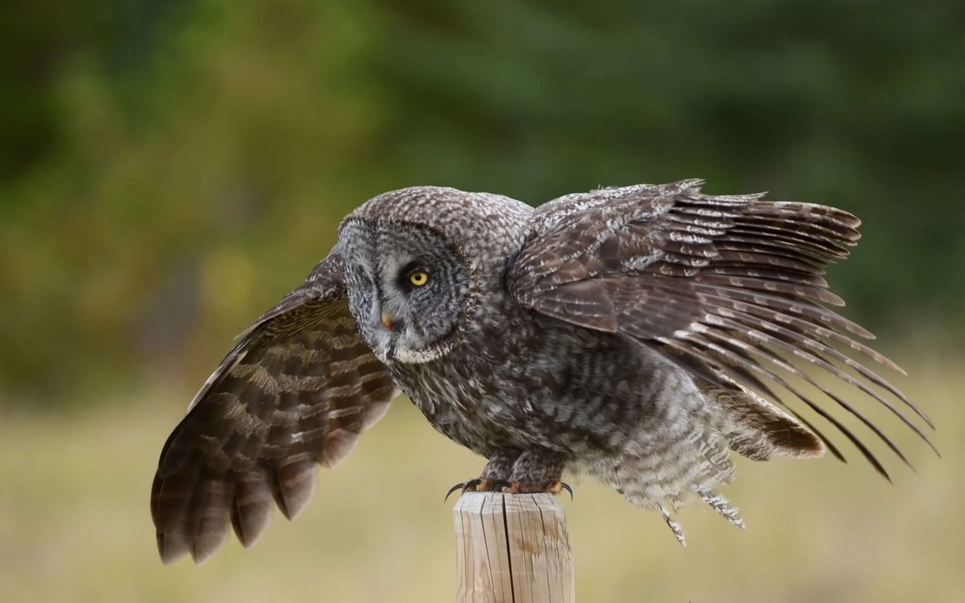 hibou oiseau pilier ailes barbu