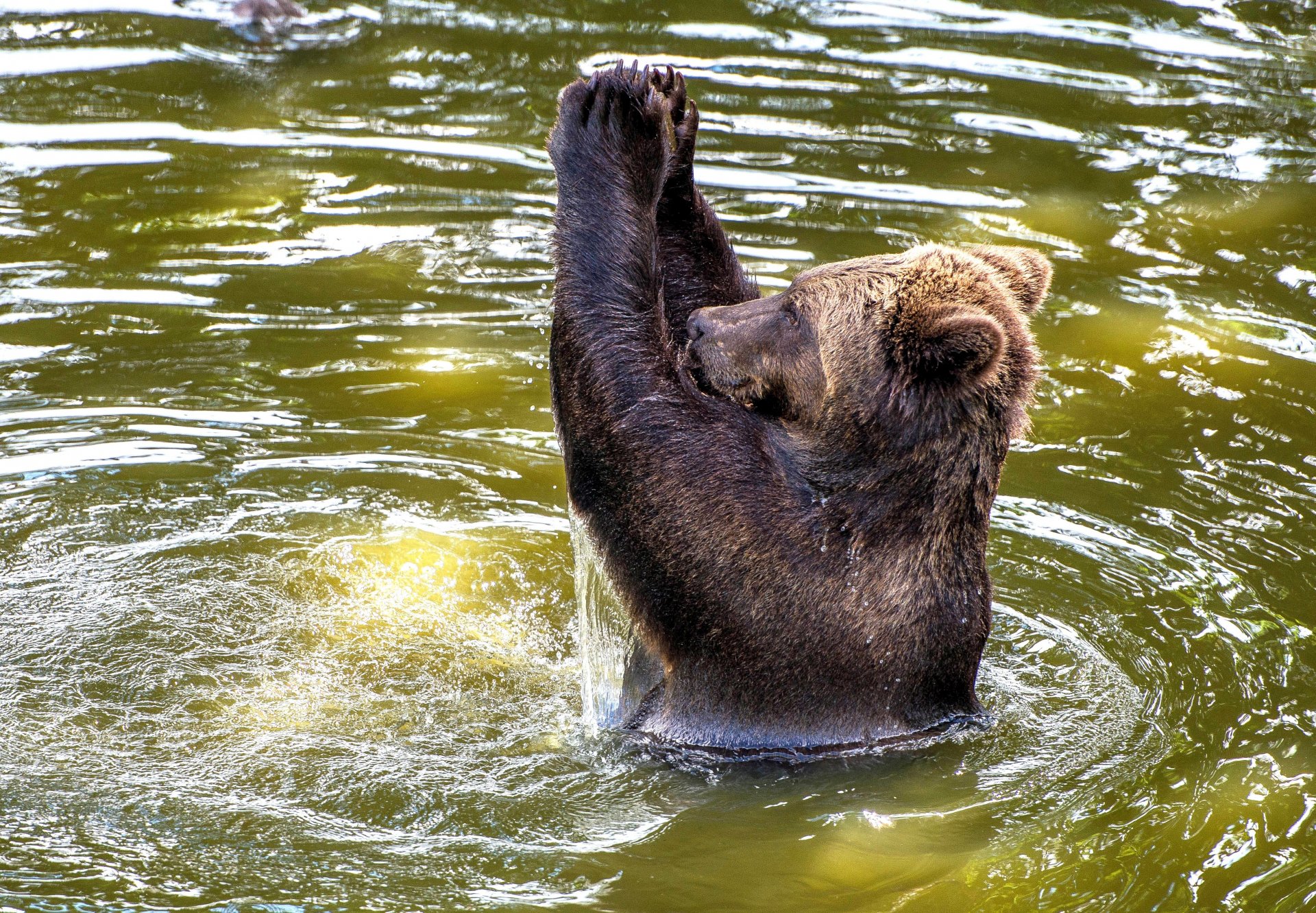 water europe brown bear applause blair drummond safari park scotland