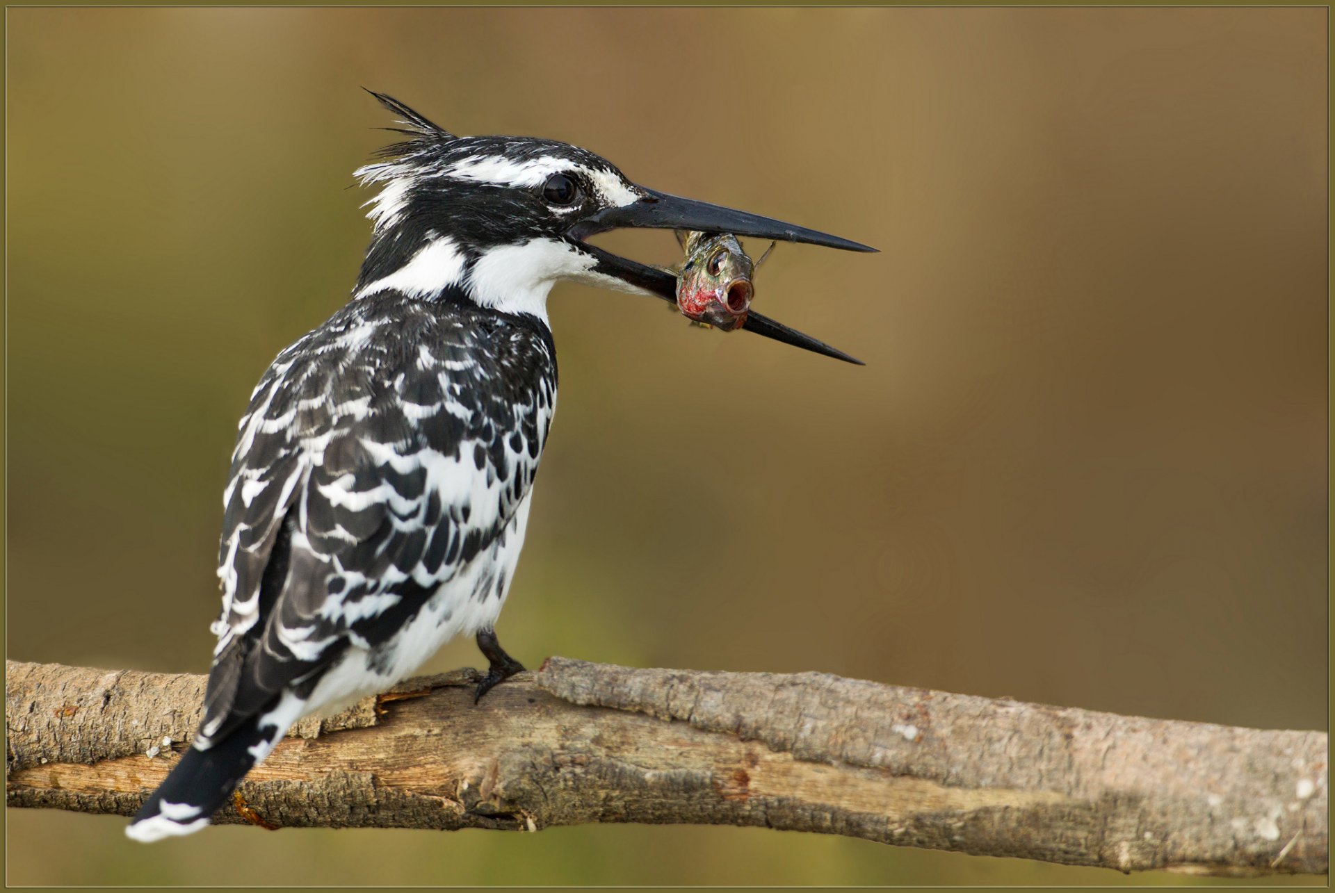 zweig vogel eisvogel bunt fisch fangen essen